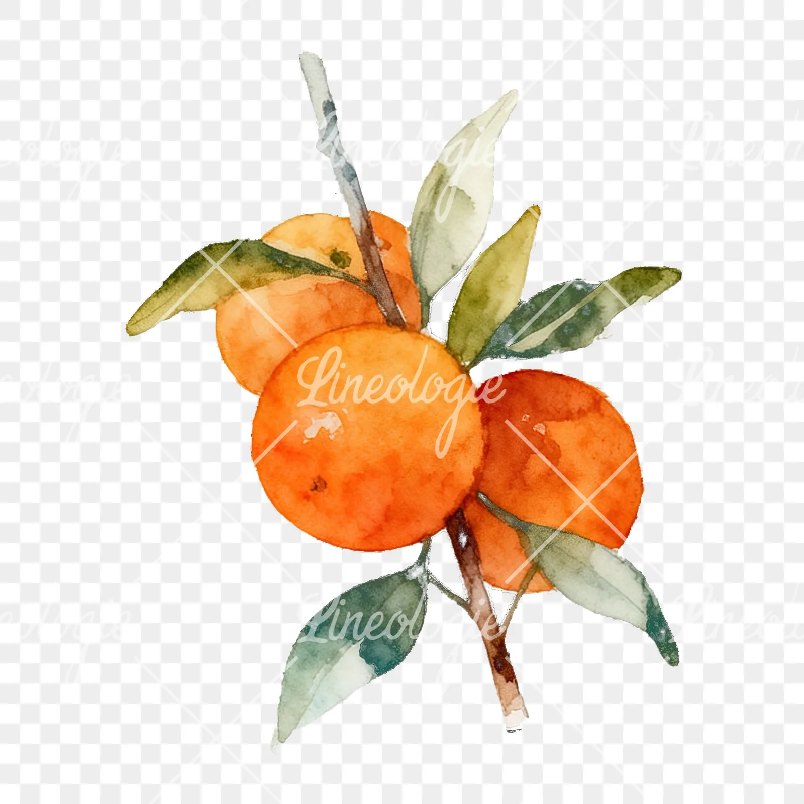 Watercolor orange branch with warm tones clipart 3 of 9 on a transparent background (PNG)
