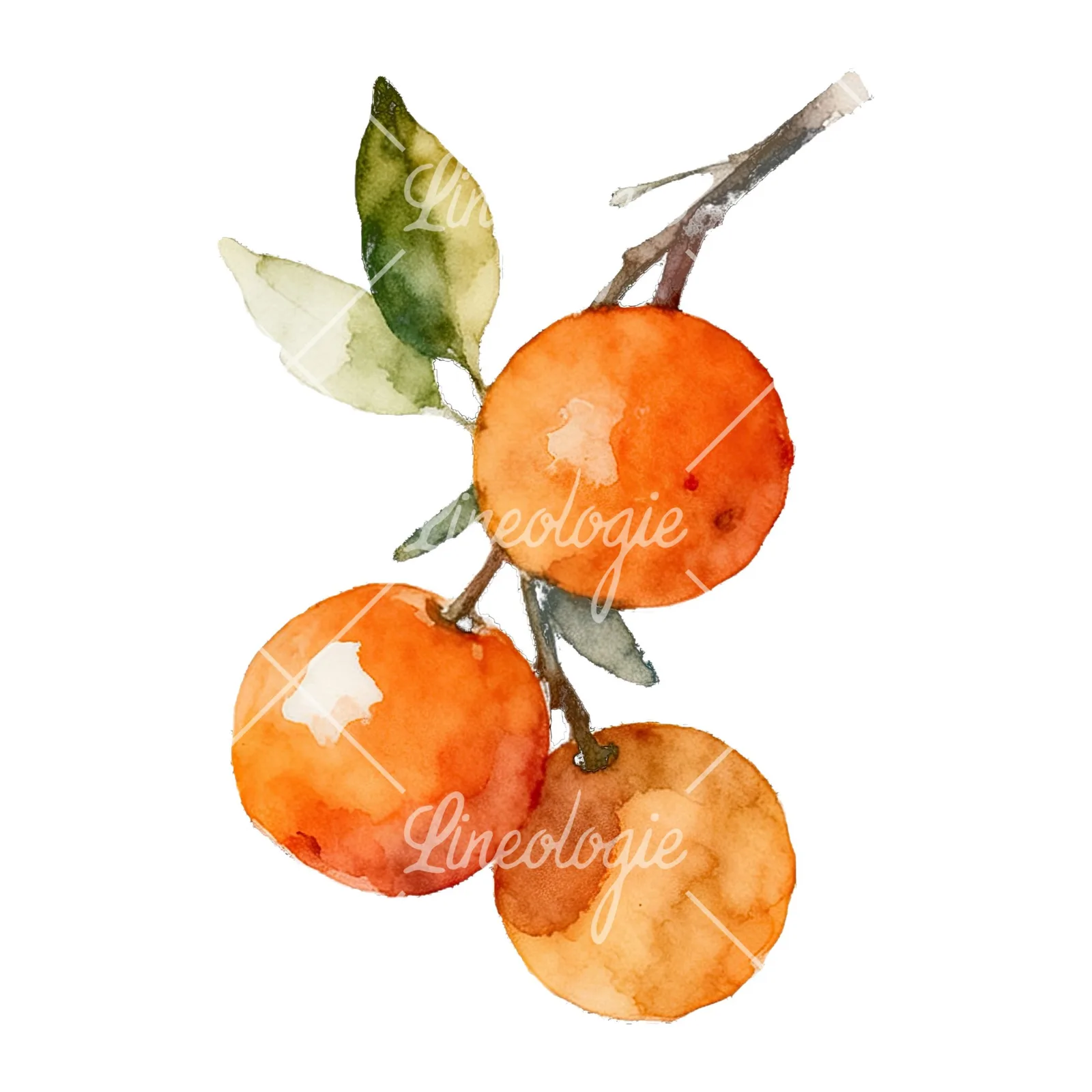 Watercolor orange branch with warm tones clipart 5 of 9 on a white background (JPG)