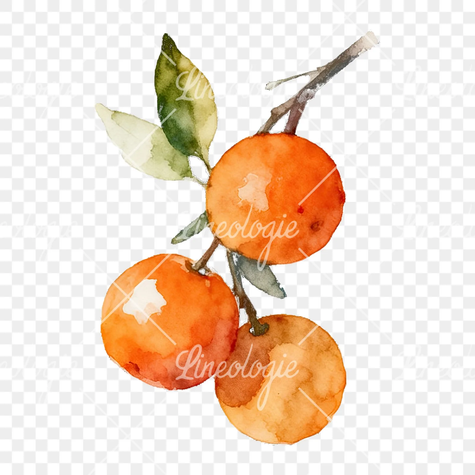 Watercolor orange branch with warm tones clipart 5 of 9 on a transparent background (PNG)