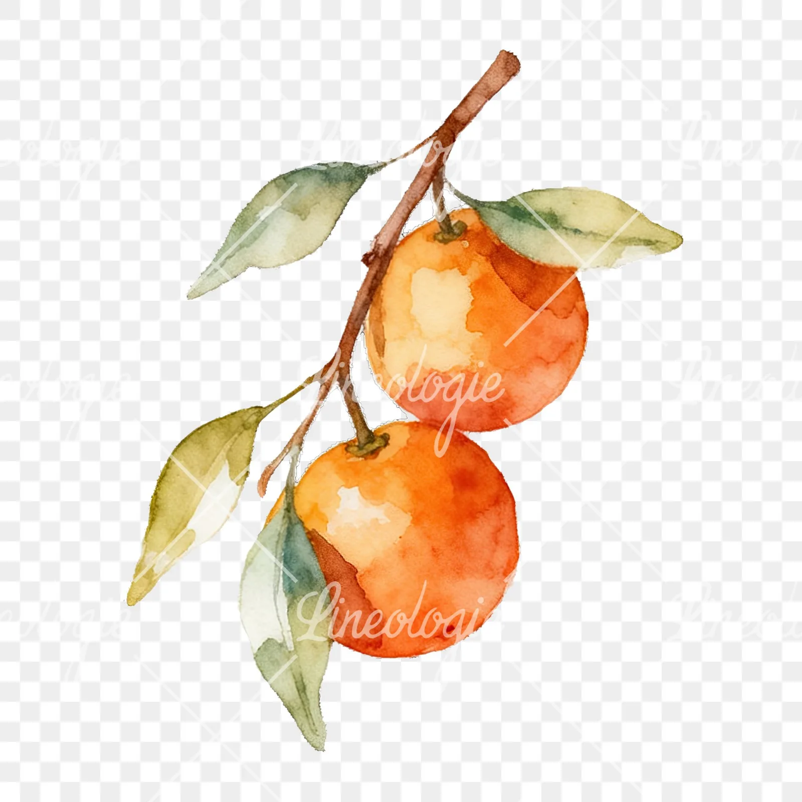 Watercolor orange branch with warm tones clipart 6 of 9 on a transparent background (PNG)