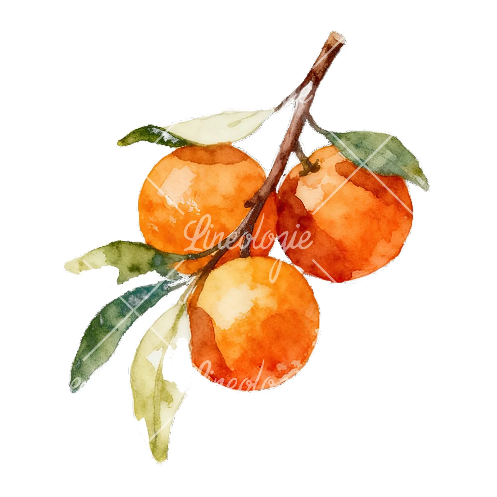 Watercolor orange branch with warm tones clipart 7 of 9 on a white background (JPG)
