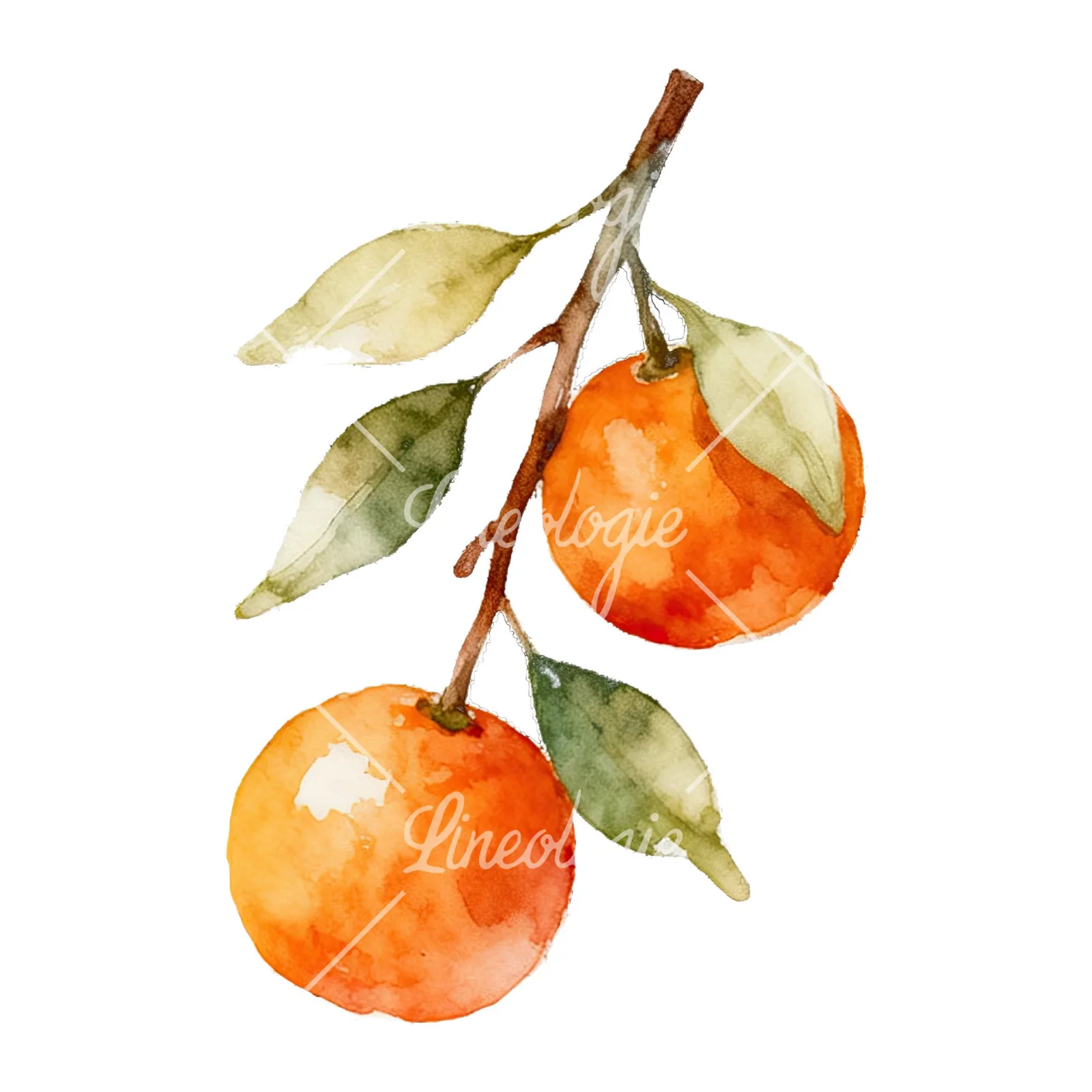 Watercolor orange branch with warm tones clipart 8 of 9 on a white background (JPG)