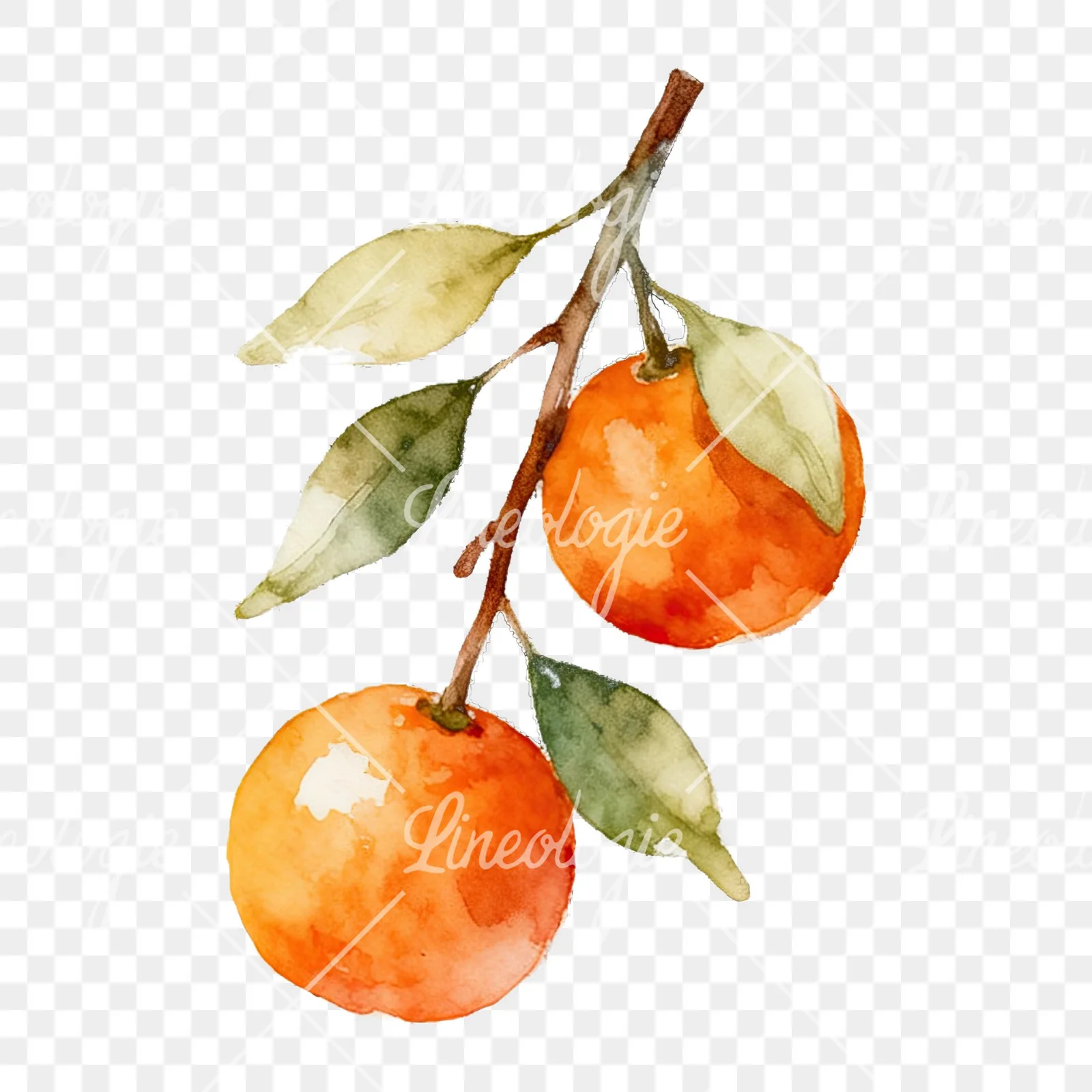 Watercolor orange branch with warm tones clipart 8 of 9 on a transparent background (PNG)