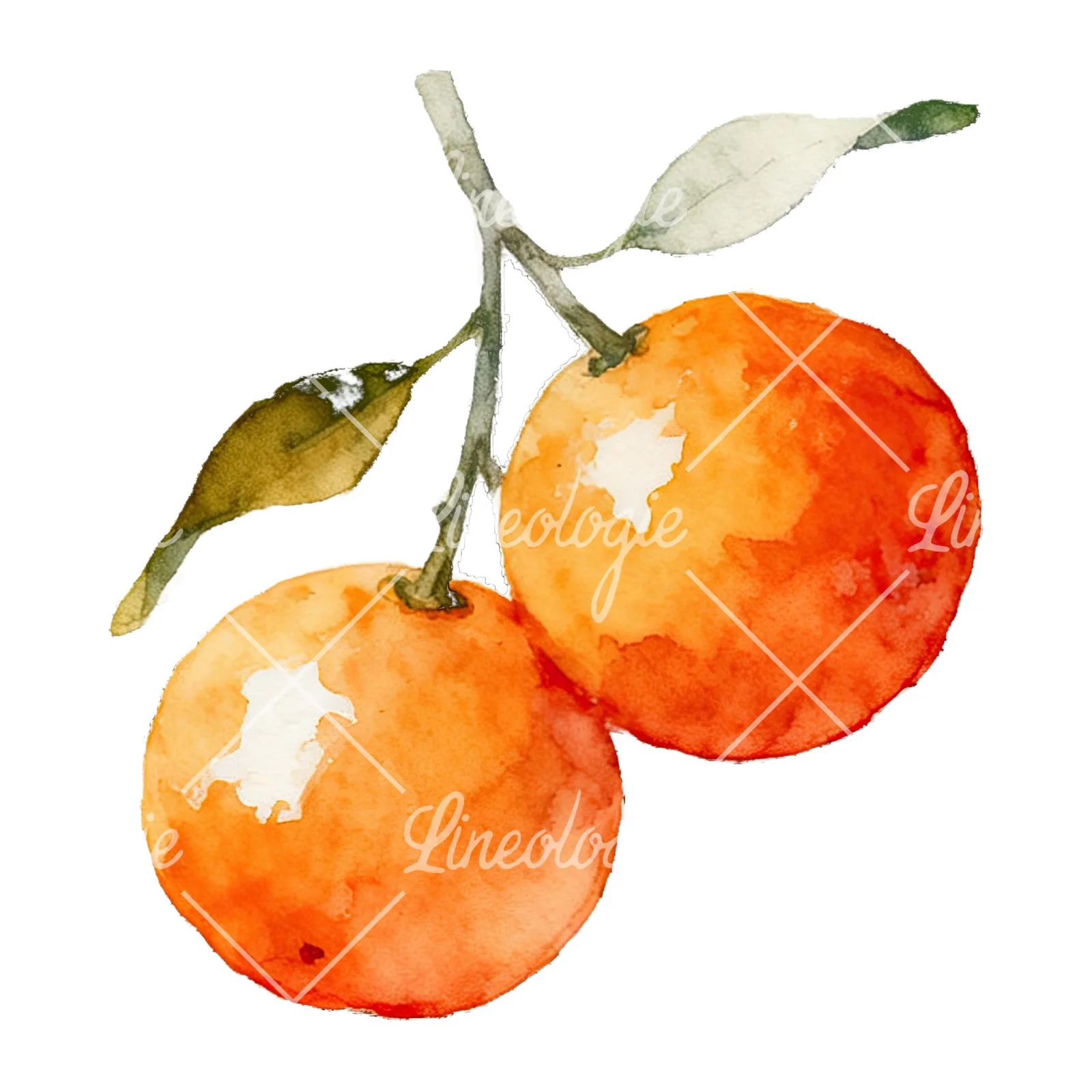 Watercolor orange branch with warm tones clipart 9 of 9 on a white background (JPG)