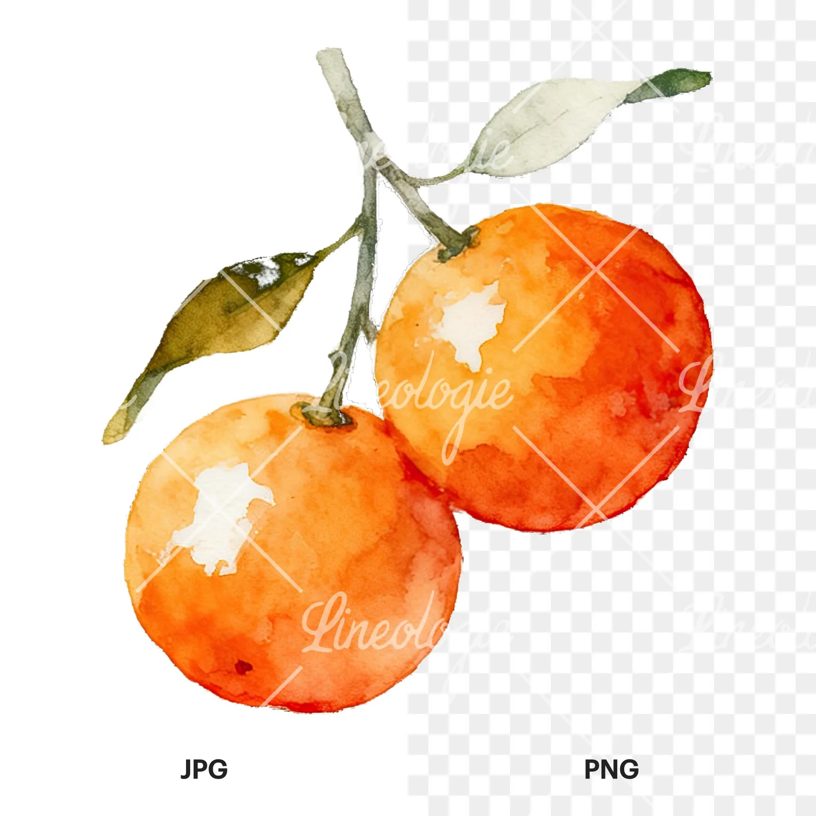 Watercolor orange branch with warm tones clipart 9 of 9, as a JPG on white and a transparent PNG