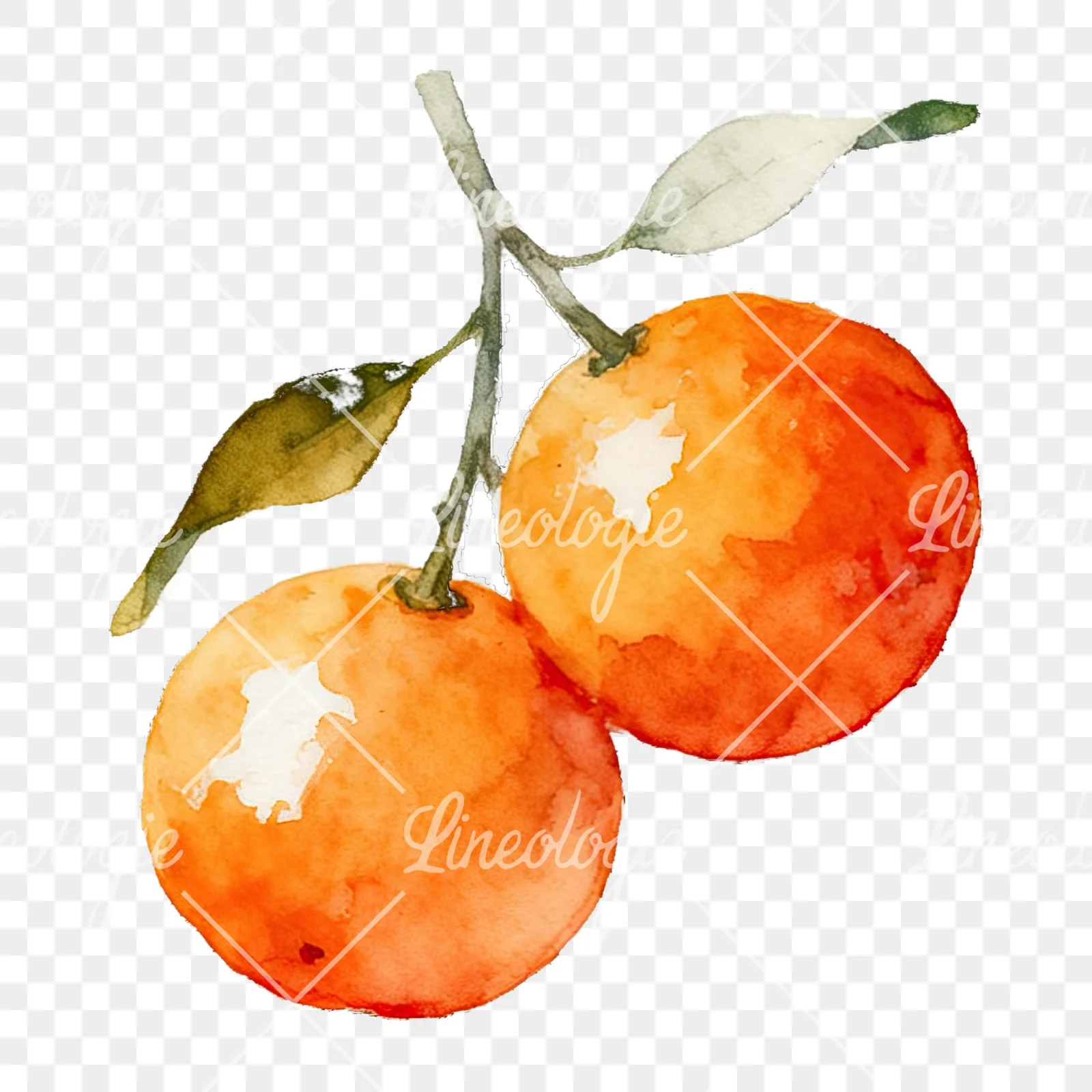 Watercolor orange branch with warm tones clipart 9 of 9 on a transparent background (PNG)