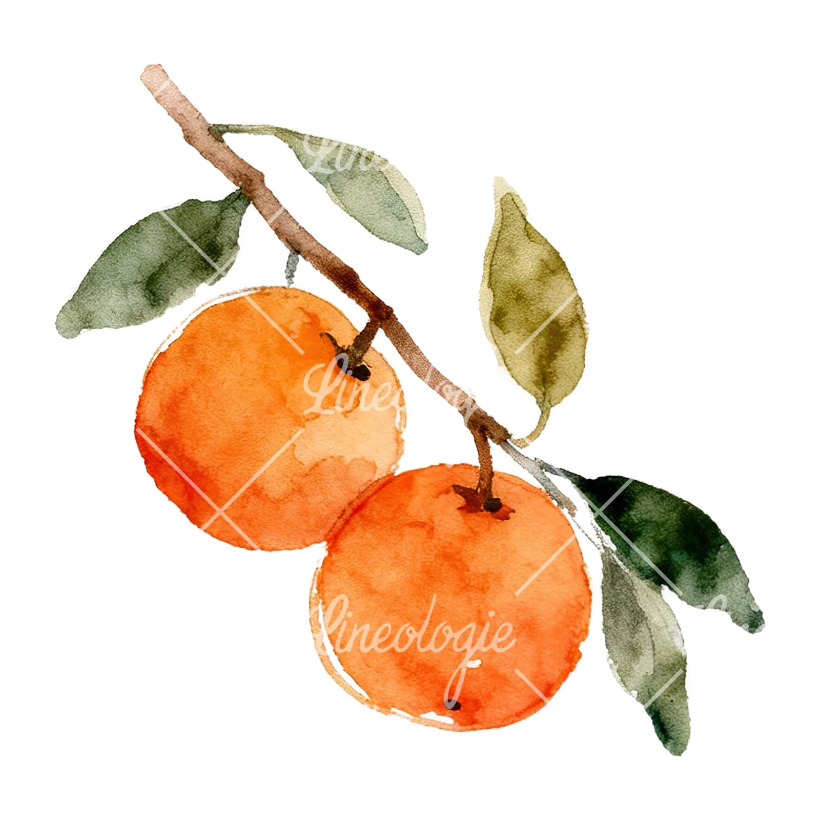 Watercolor orange branch with ripe fruit clipart 1 of 9 on a white background (JPG)