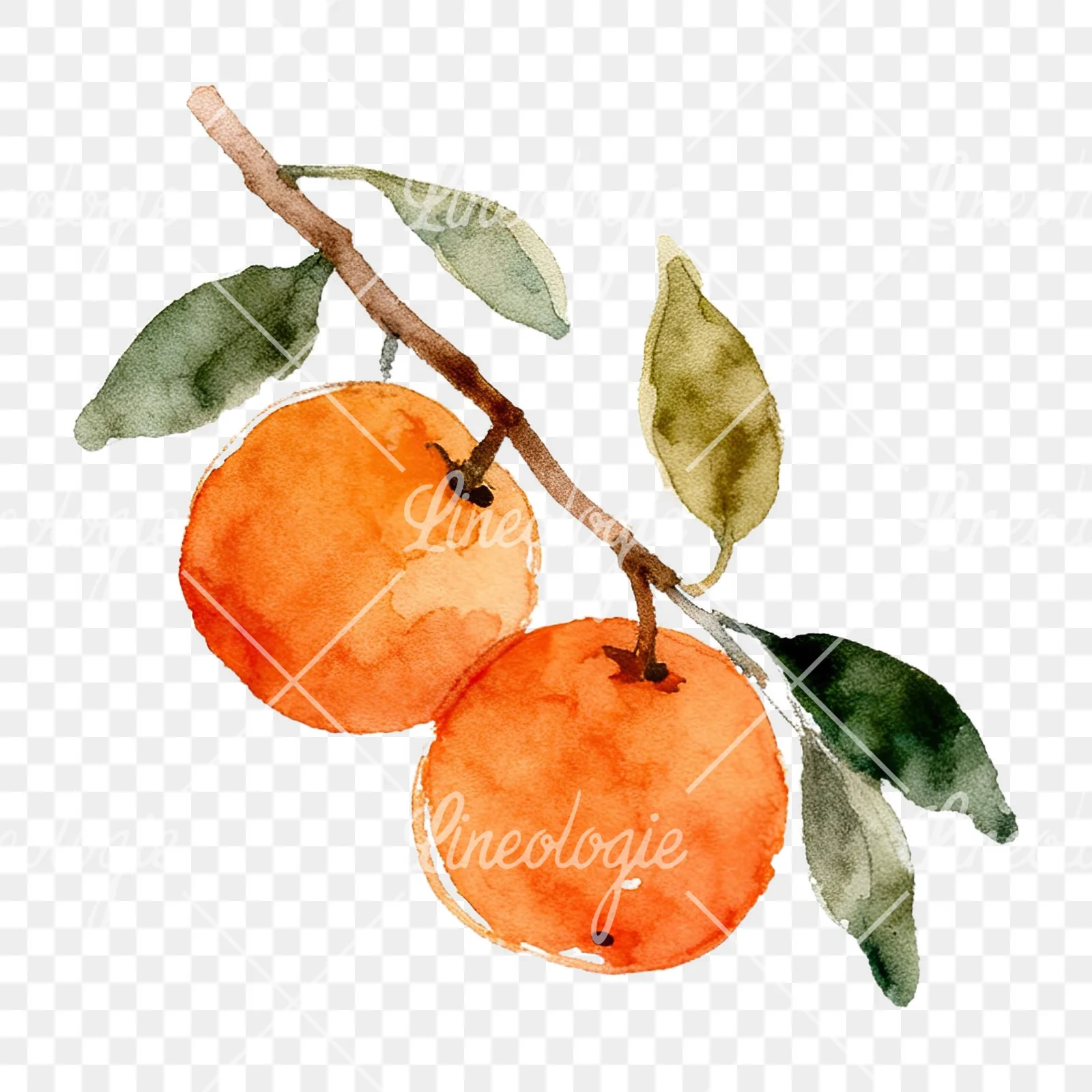 Watercolor orange branch with ripe fruit clipart 1 of 9 on a transparent background (PNG)