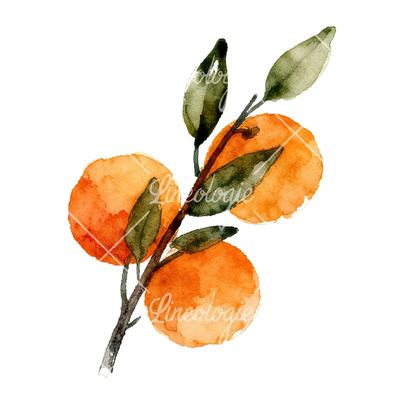 Watercolor orange branch with ripe fruit clipart 2 of 9 on a white background (JPG)