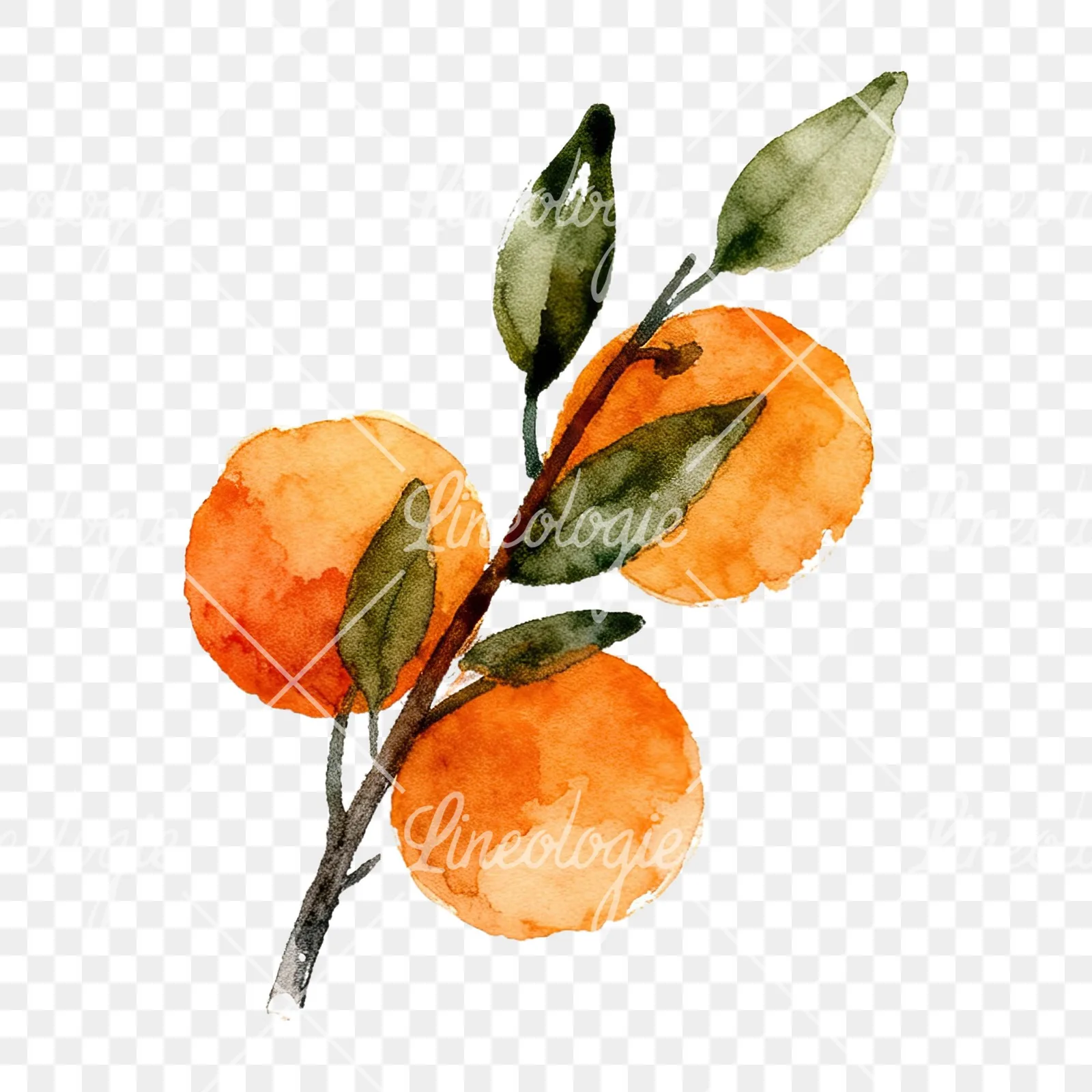 Watercolor orange branch with ripe fruit clipart 2 of 9 on a transparent background (PNG)