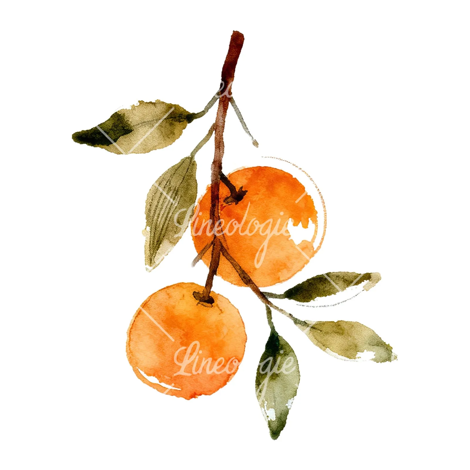 Watercolor orange branch with ripe fruit clipart 3 of 9 on a white background (JPG)
