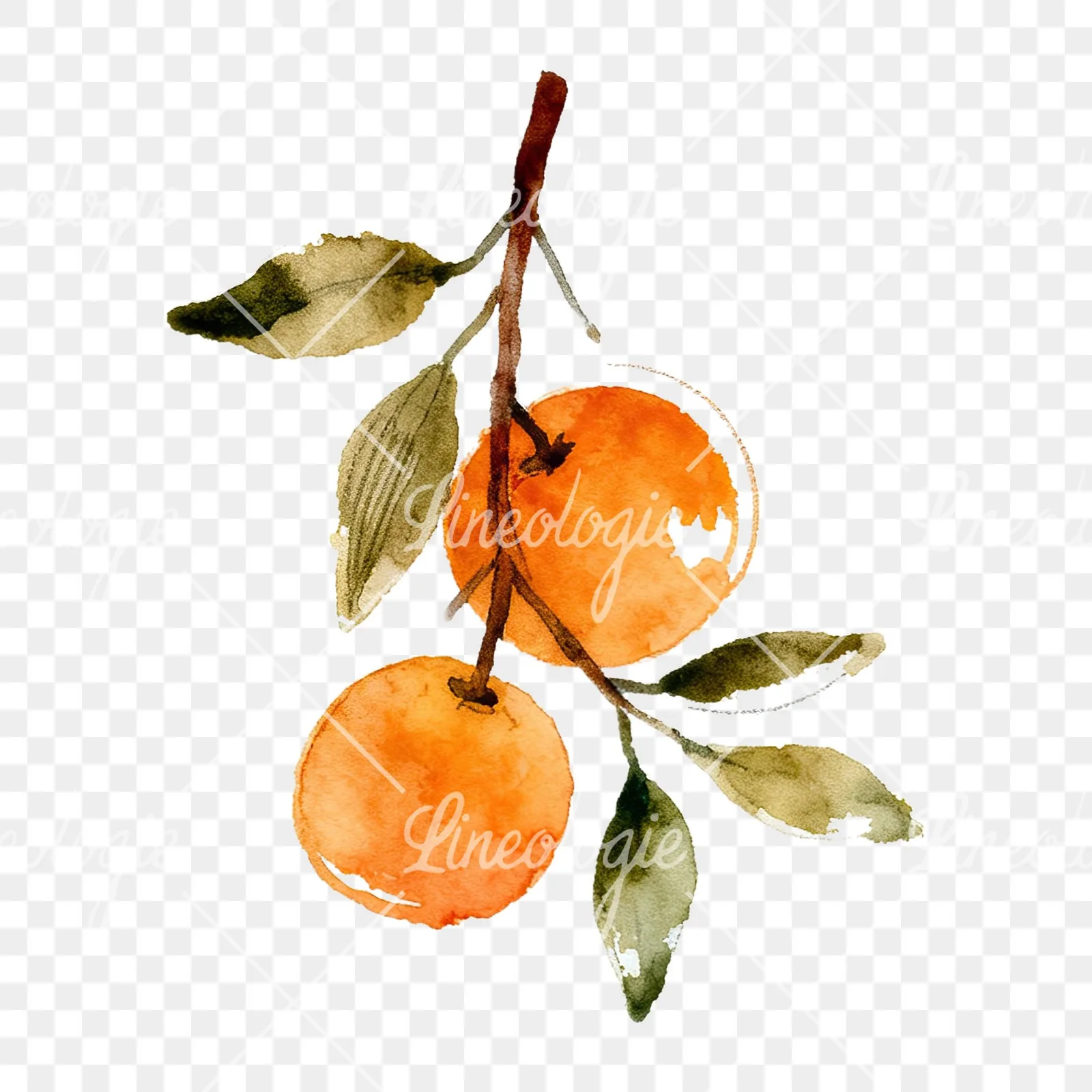 Watercolor orange branch with ripe fruit clipart 3 of 9 on a transparent background (PNG)