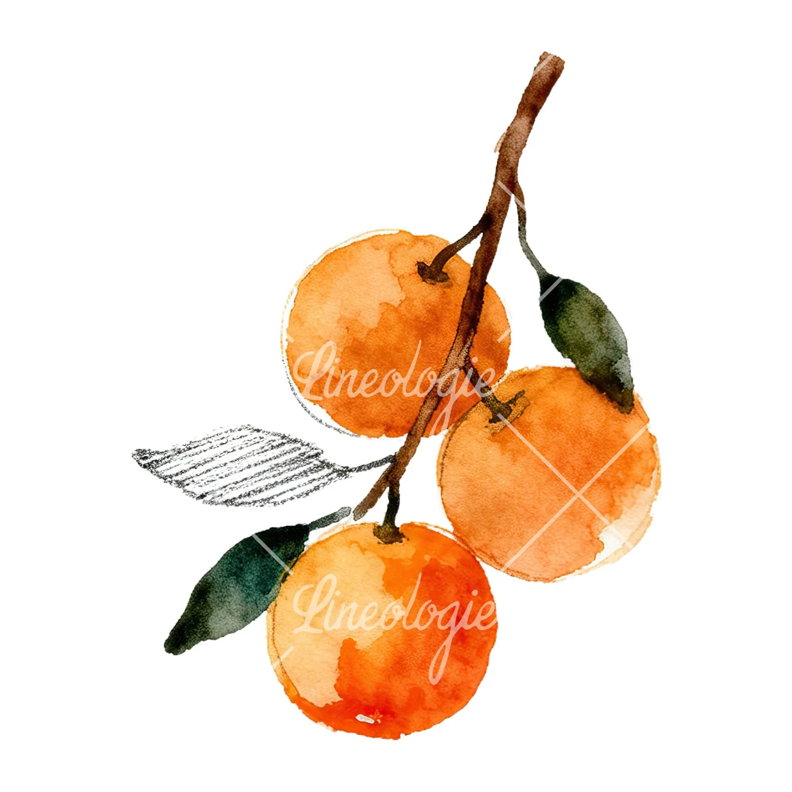 Watercolor orange branch with ripe fruit clipart 4 of 9 on a white background (JPG)
