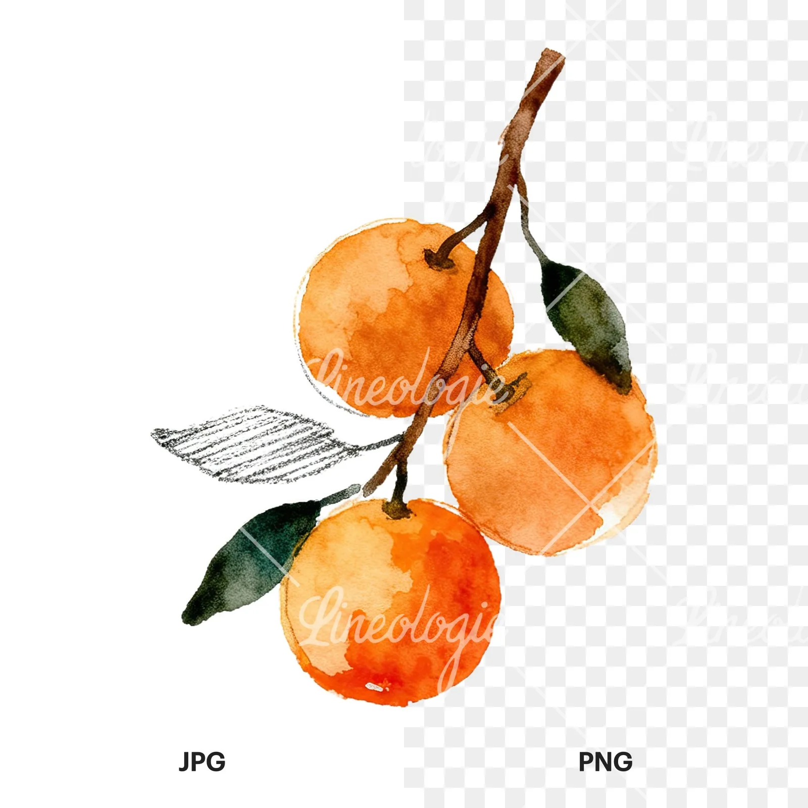 Watercolor orange branch with ripe fruit clipart 4 of 9, as a JPG on white and a transparent PNG