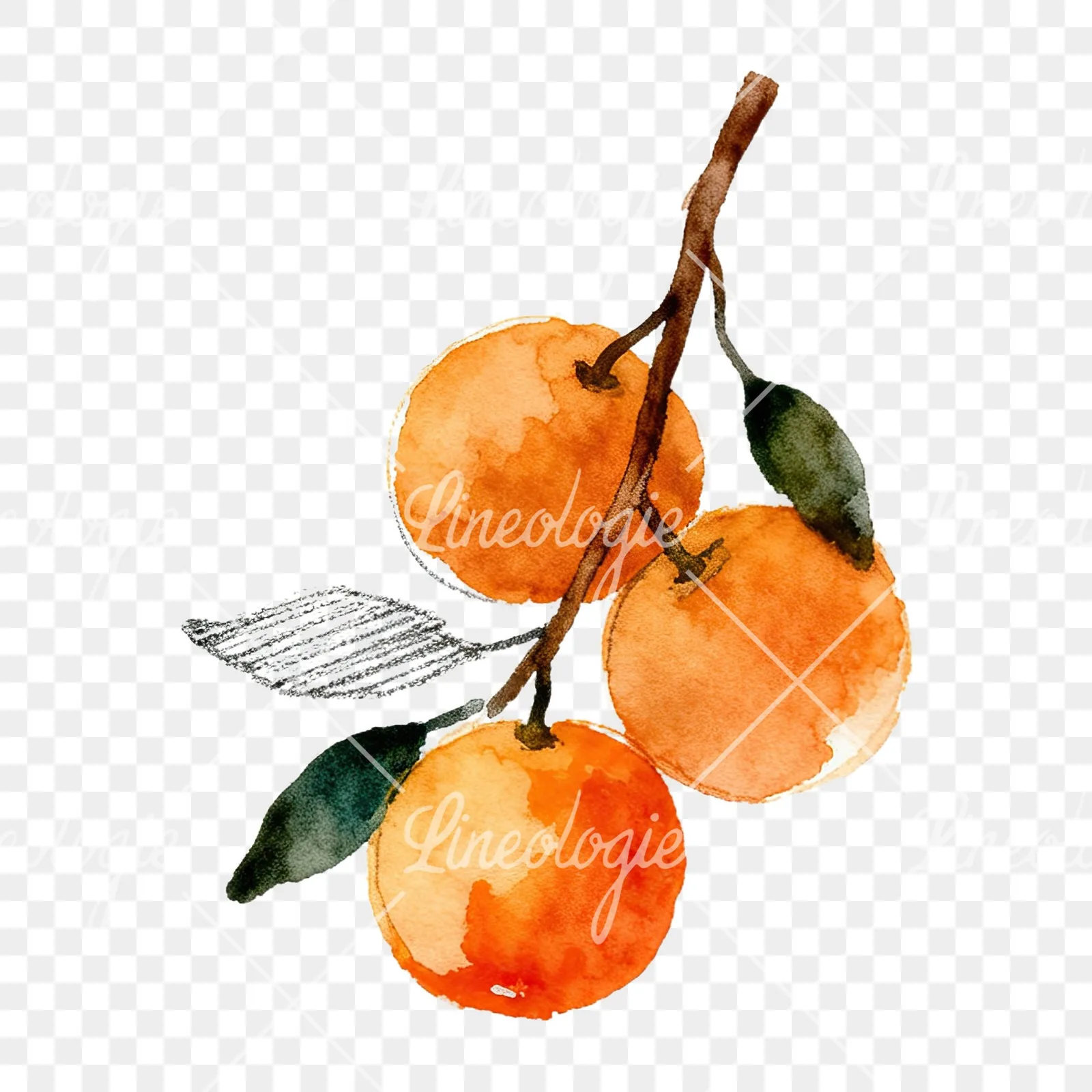 Watercolor orange branch with ripe fruit clipart 4 of 9 on a transparent background (PNG)