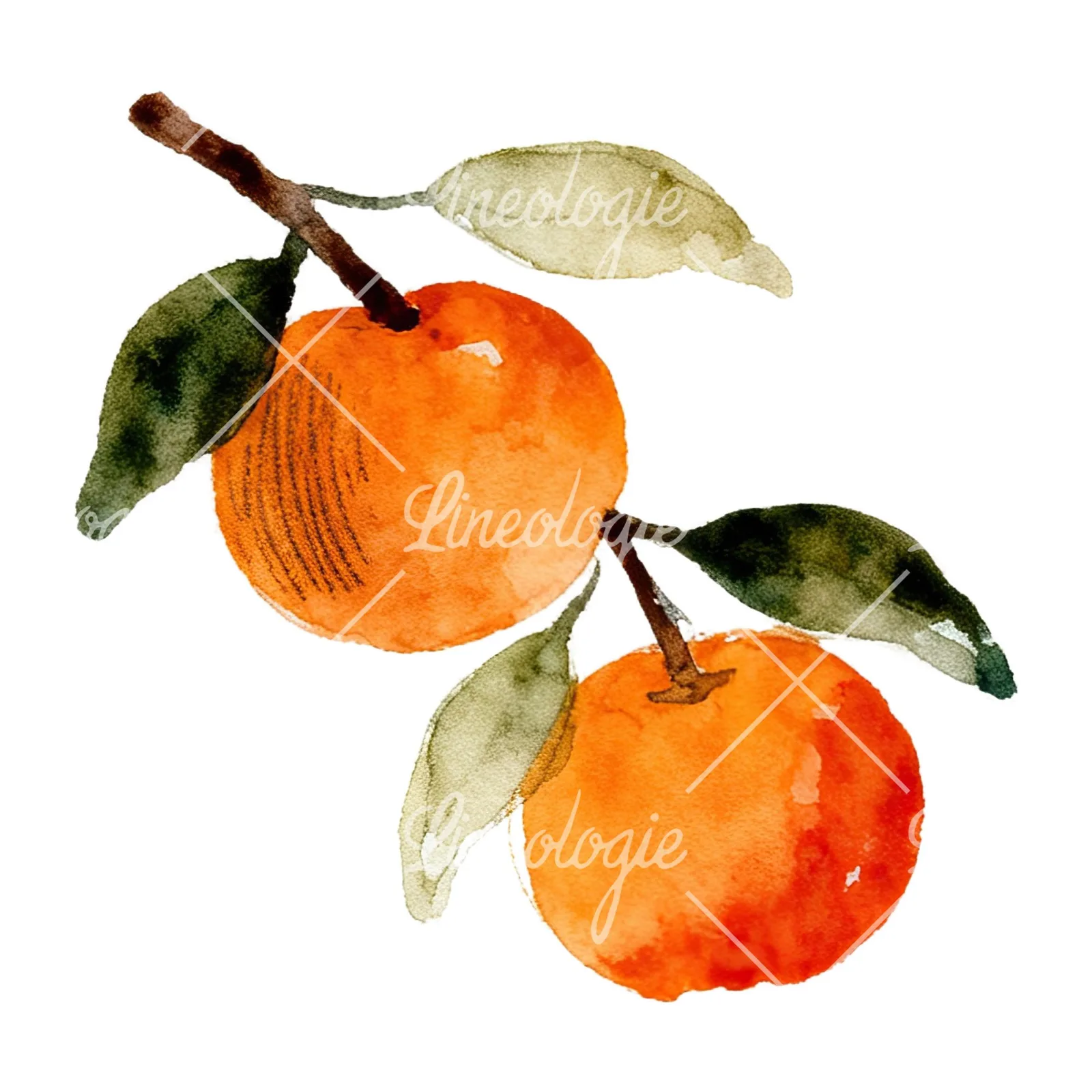 Watercolor orange branch with ripe fruit clipart 5 of 9 on a white background (JPG)