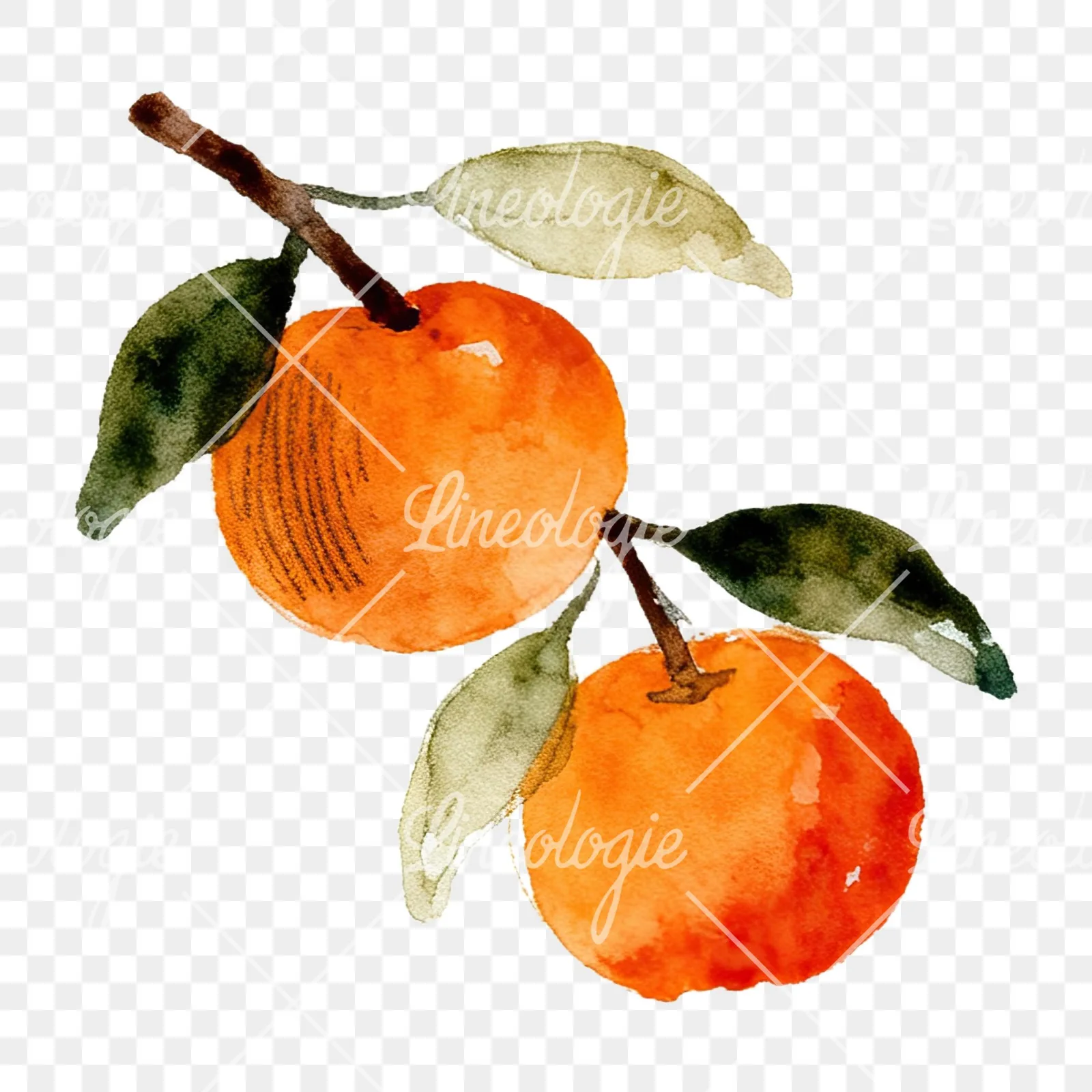 Watercolor orange branch with ripe fruit clipart 5 of 9 on a transparent background (PNG)