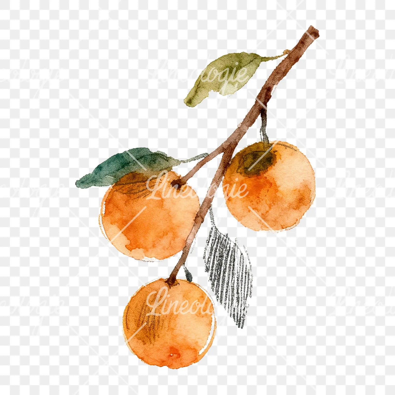 Watercolor orange branch with ripe fruit clipart 7 of 9 on a transparent background (PNG)