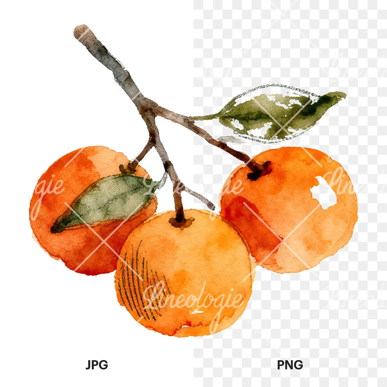 Watercolor orange branch with ripe fruit clipart 9 of 9, as a JPG on white and a transparent PNG