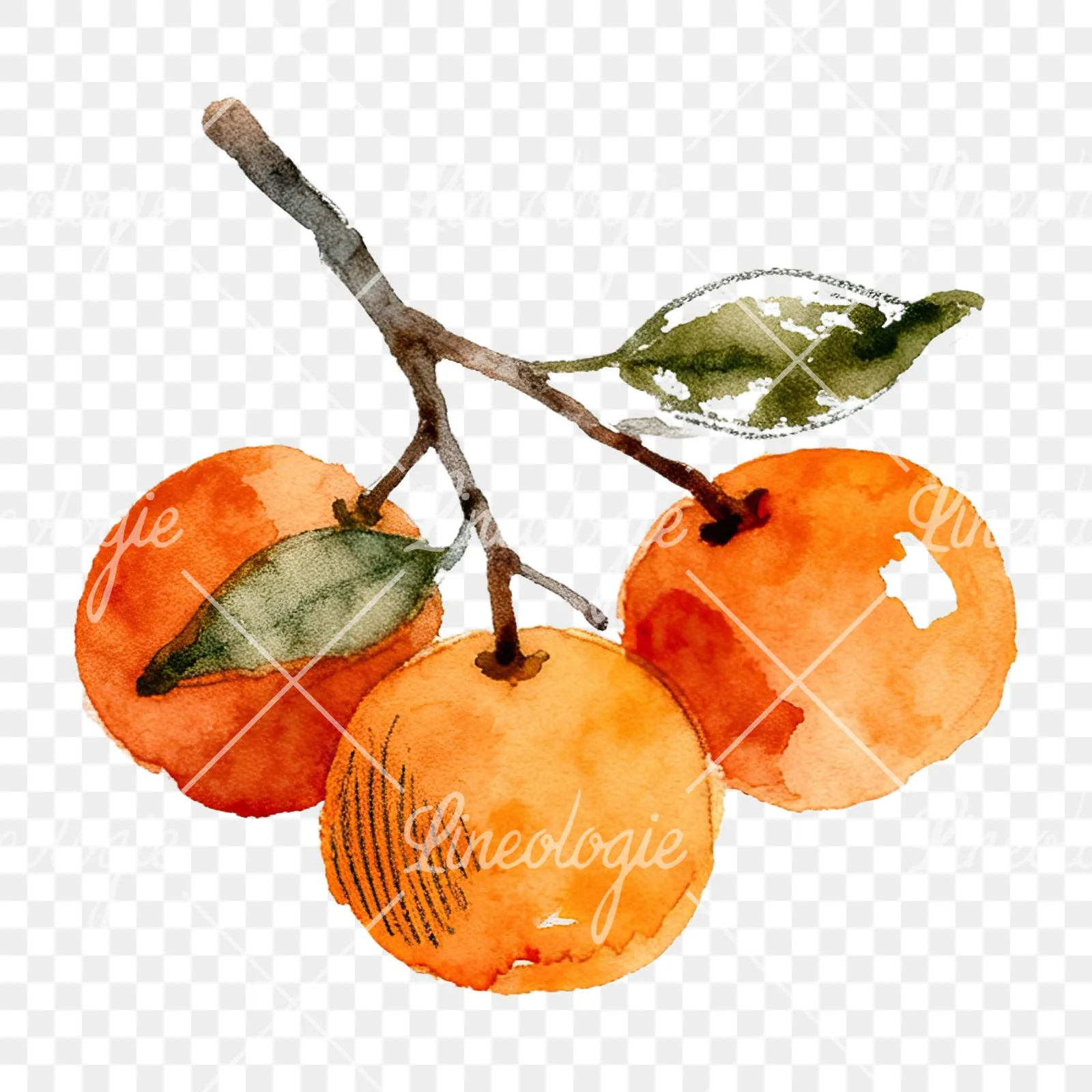 Watercolor orange branch with ripe fruit clipart 9 of 9 on a transparent background (PNG)