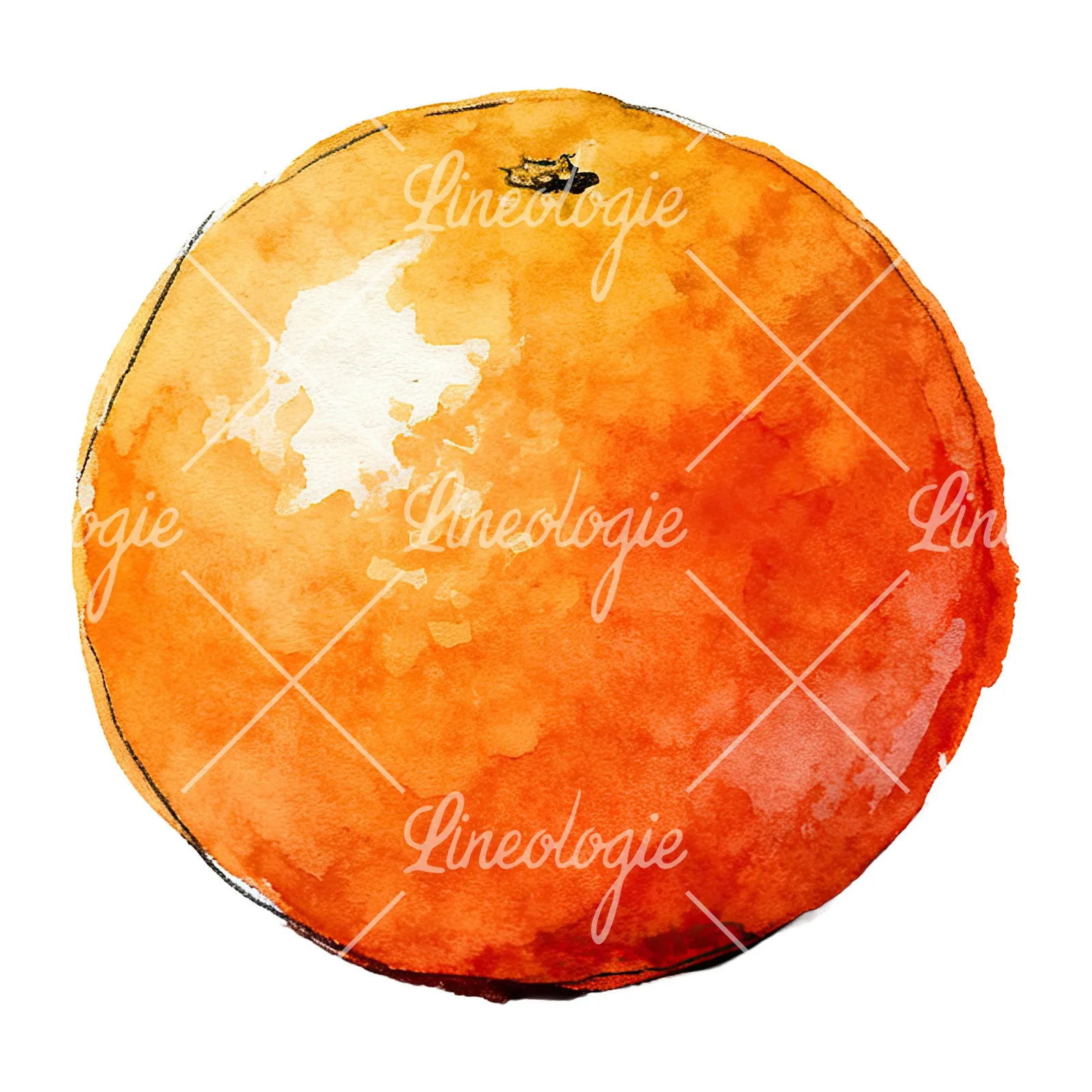 Watercolor whole and halved orange clipart 1 of 9 on a white background (JPG)
