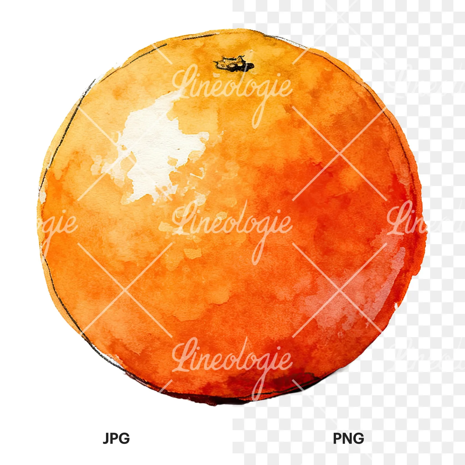 Watercolor whole and halved orange clipart 1 of 9, as a JPG on white and a transparent PNG
