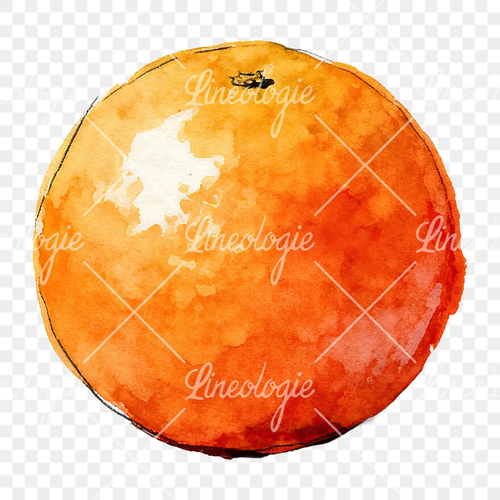 Watercolor whole and halved orange clipart 1 of 9 on a transparent background (PNG)