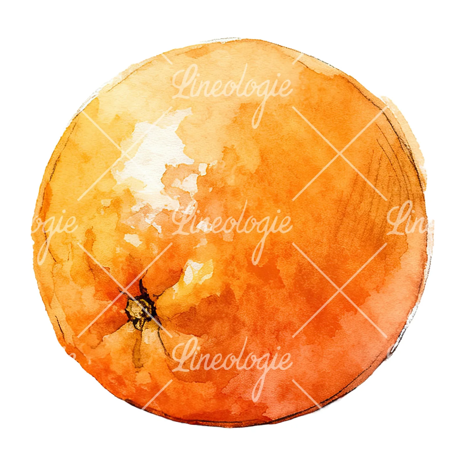 Watercolor whole and halved orange clipart 2 of 9 on a white background (JPG)