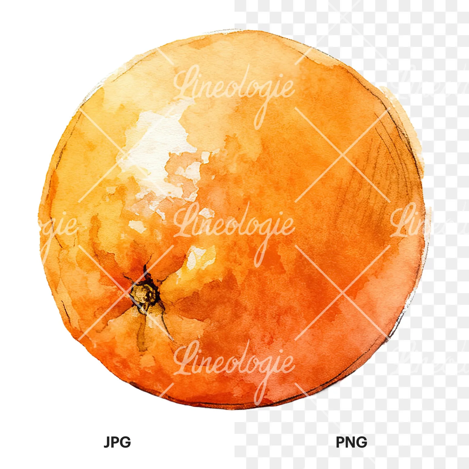 Watercolor whole and halved orange clipart 2 of 9, as a JPG on white and a transparent PNG