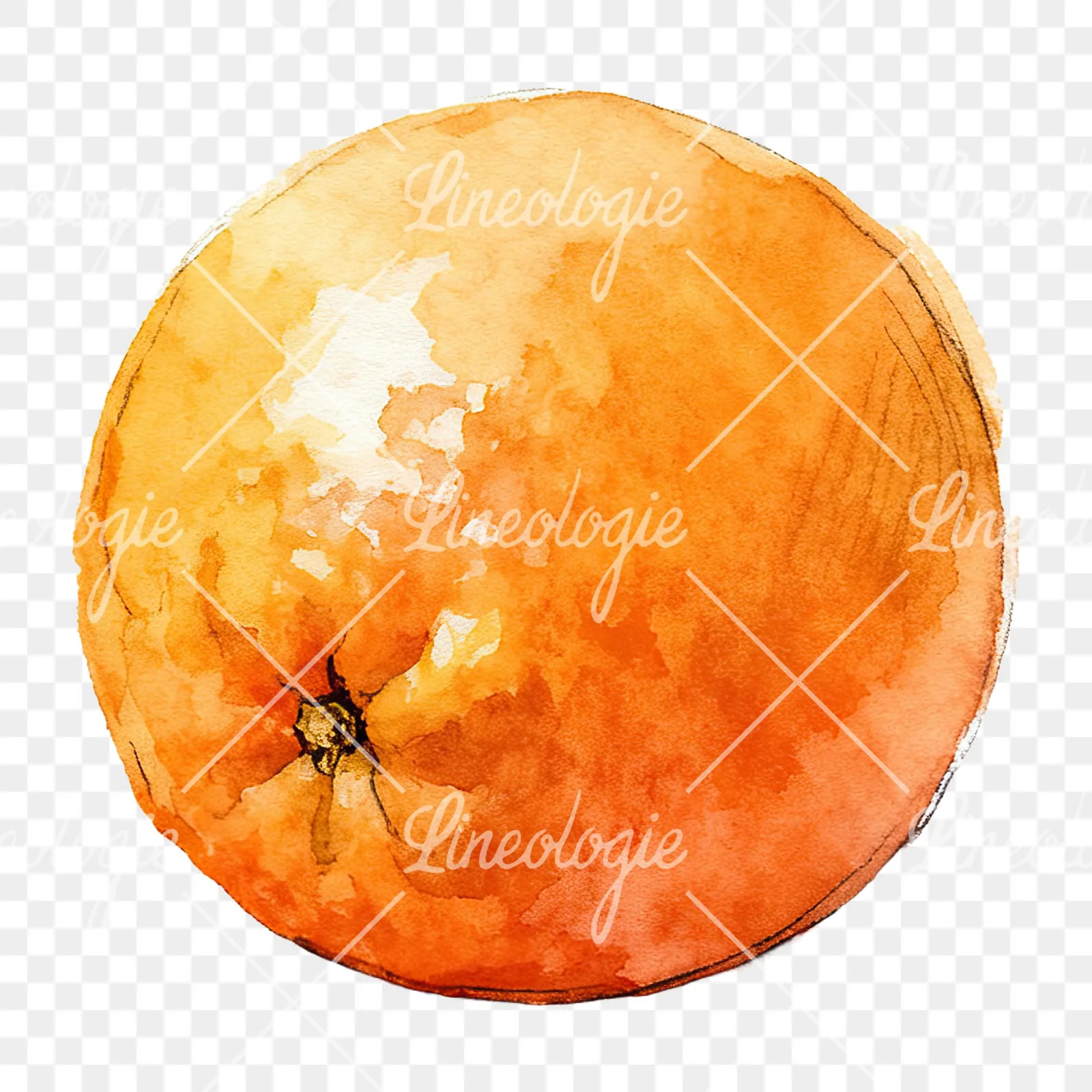 Watercolor whole and halved orange clipart 2 of 9 on a transparent background (PNG)