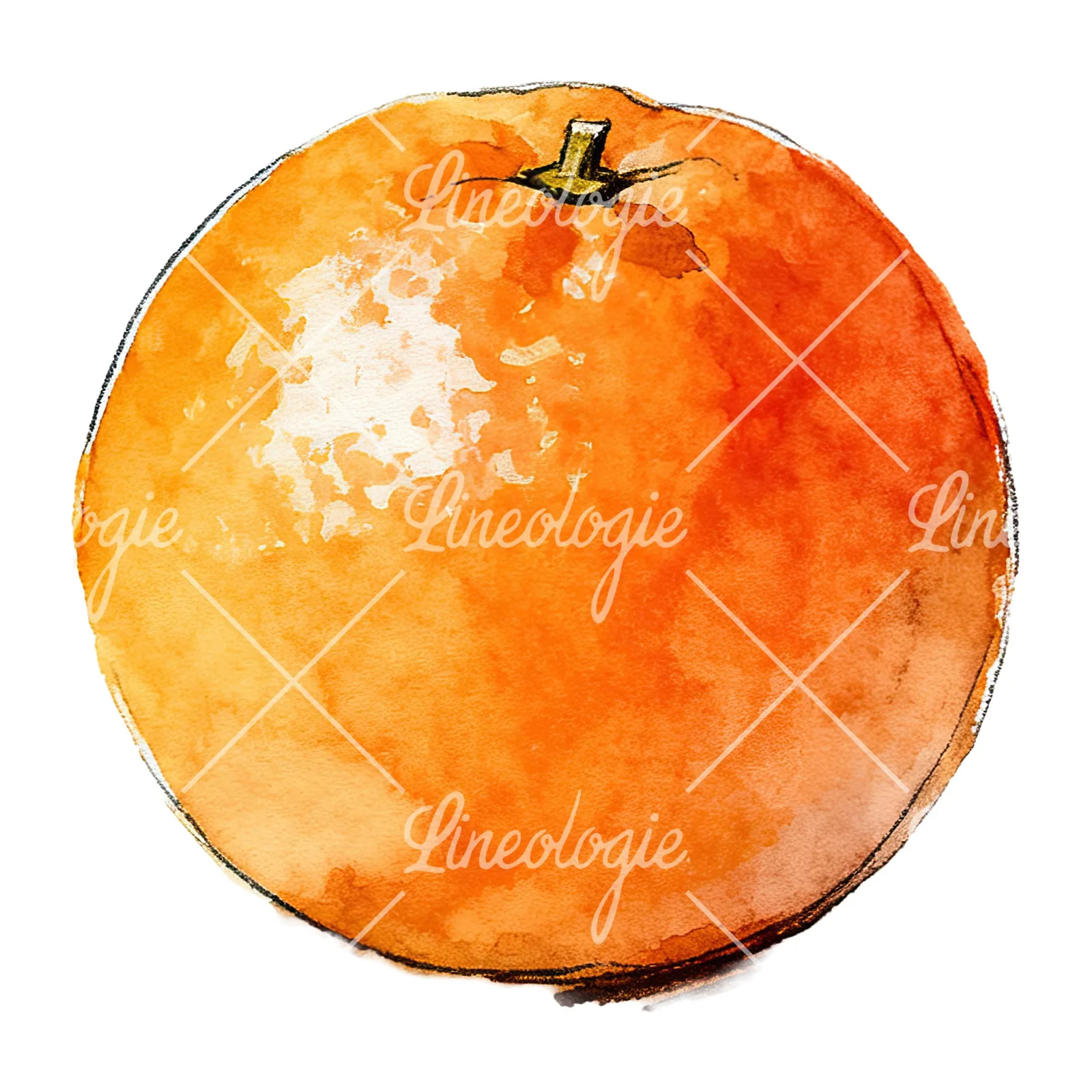 Watercolor whole and halved orange clipart 3 of 9 on a white background (JPG)