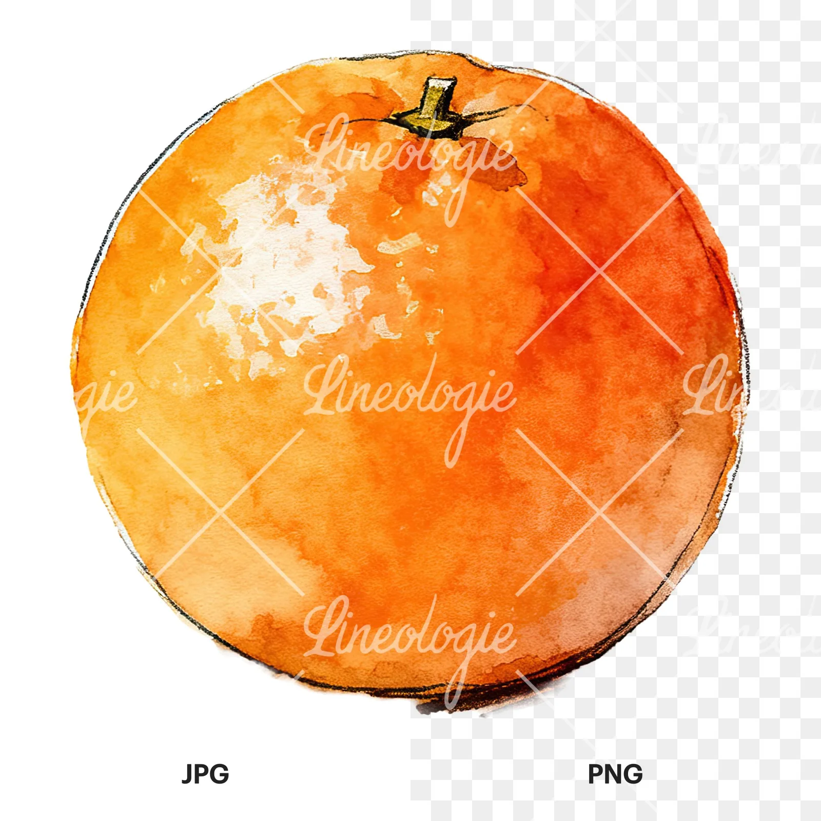 Watercolor whole and halved orange clipart 3 of 9, as a JPG on white and a transparent PNG