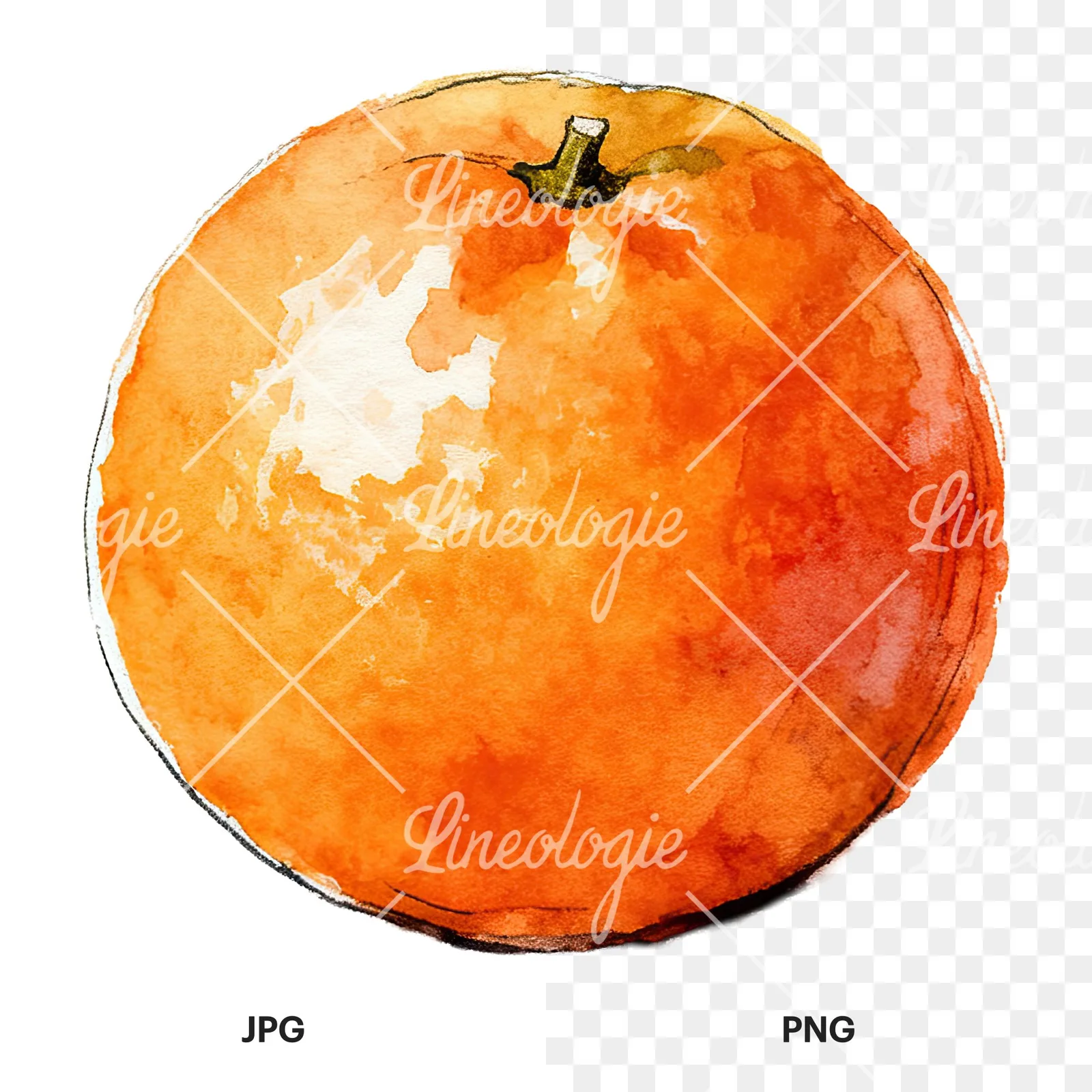 Watercolor whole and halved orange clipart 4 of 9, as a JPG on white and a transparent PNG