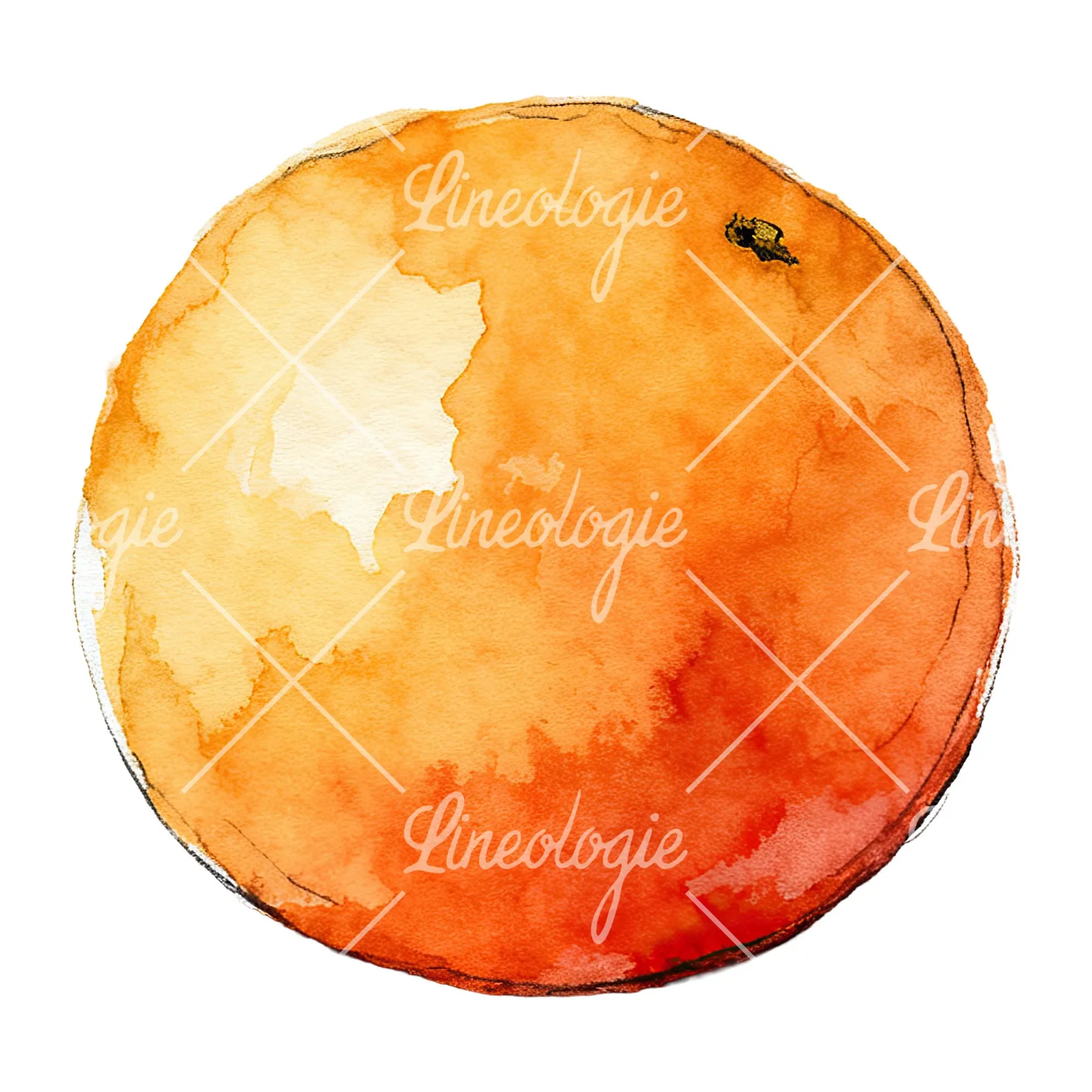 Watercolor whole and halved orange clipart 5 of 9 on a white background (JPG)