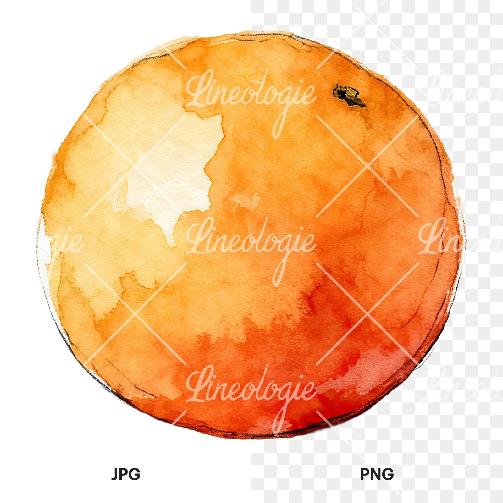 Watercolor whole and halved orange clipart 5 of 9, as a JPG on white and a transparent PNG