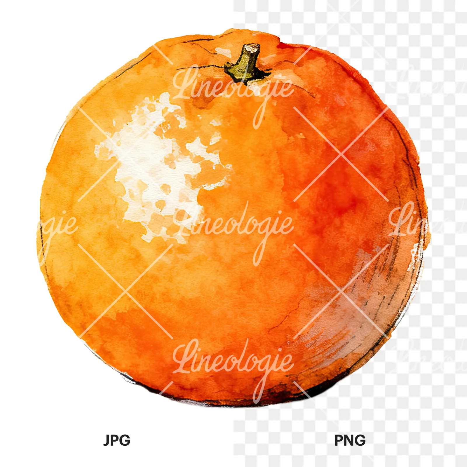 Watercolor whole and halved orange clipart 6 of 9, as a JPG on white and a transparent PNG