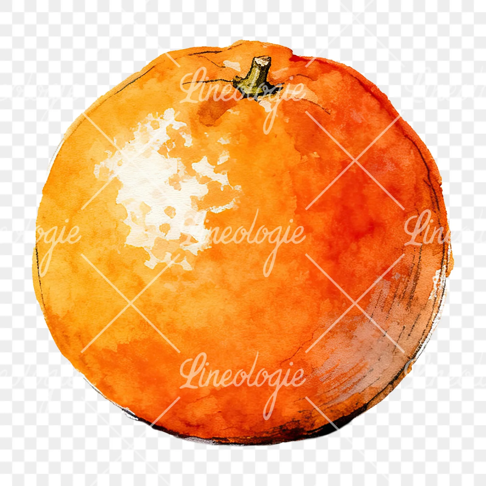 Watercolor whole and halved orange clipart 6 of 9 on a transparent background (PNG)