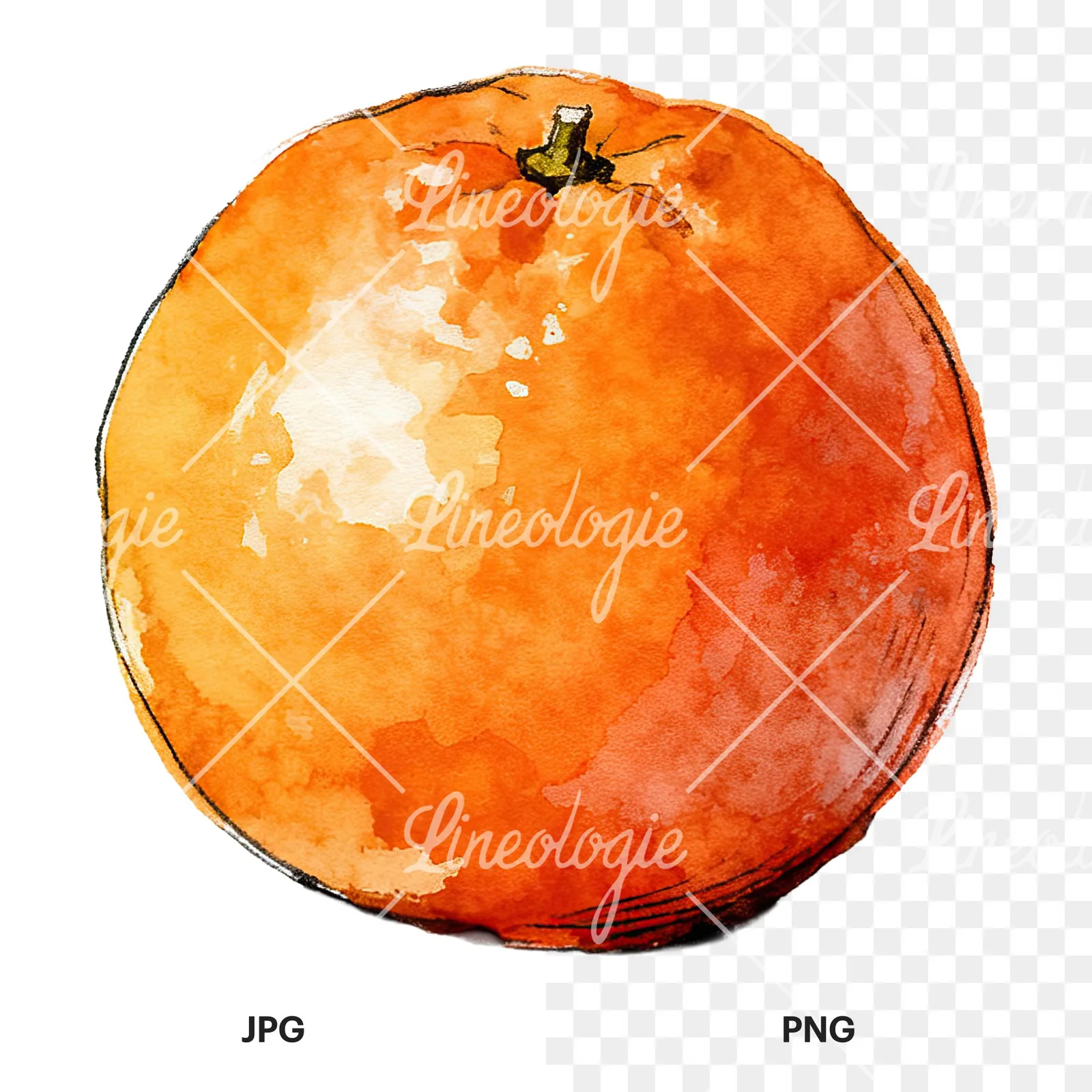 Watercolor whole and halved orange clipart 7 of 9, as a JPG on white and a transparent PNG