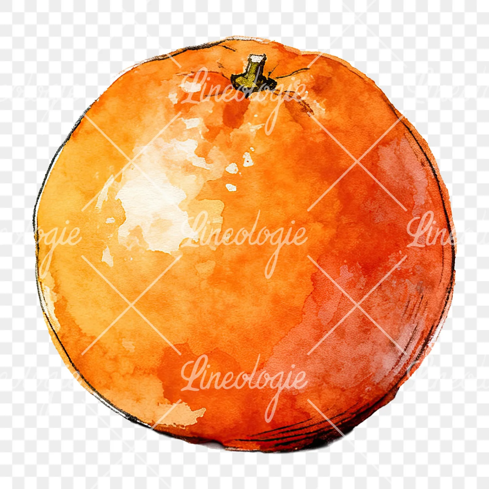 Watercolor whole and halved orange clipart 7 of 9 on a transparent background (PNG)