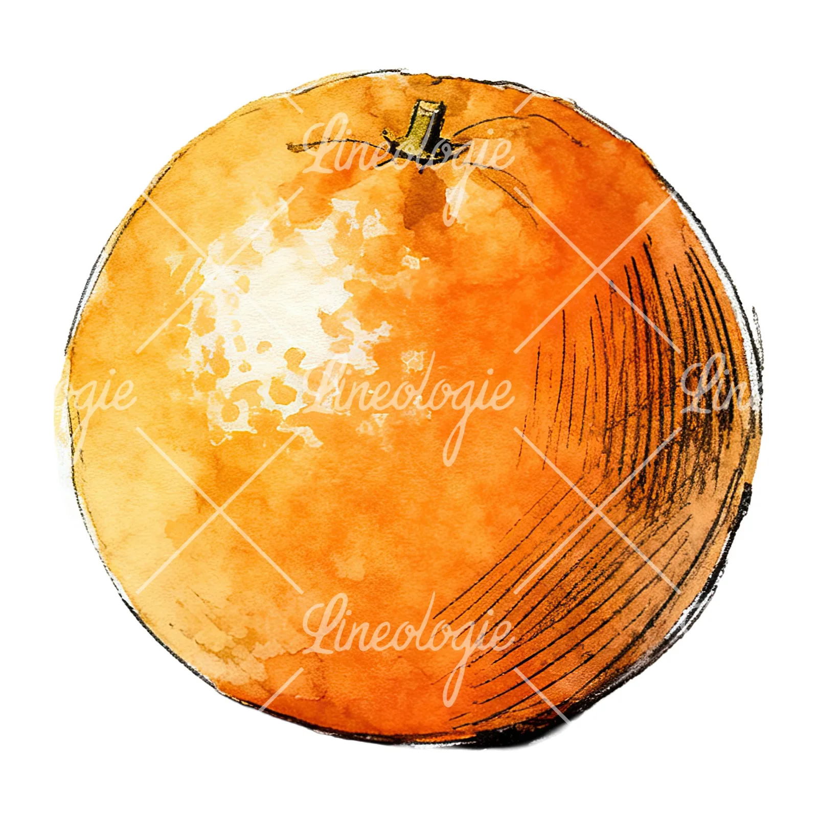 Watercolor whole and halved orange clipart 9 of 9 on a white background (JPG)