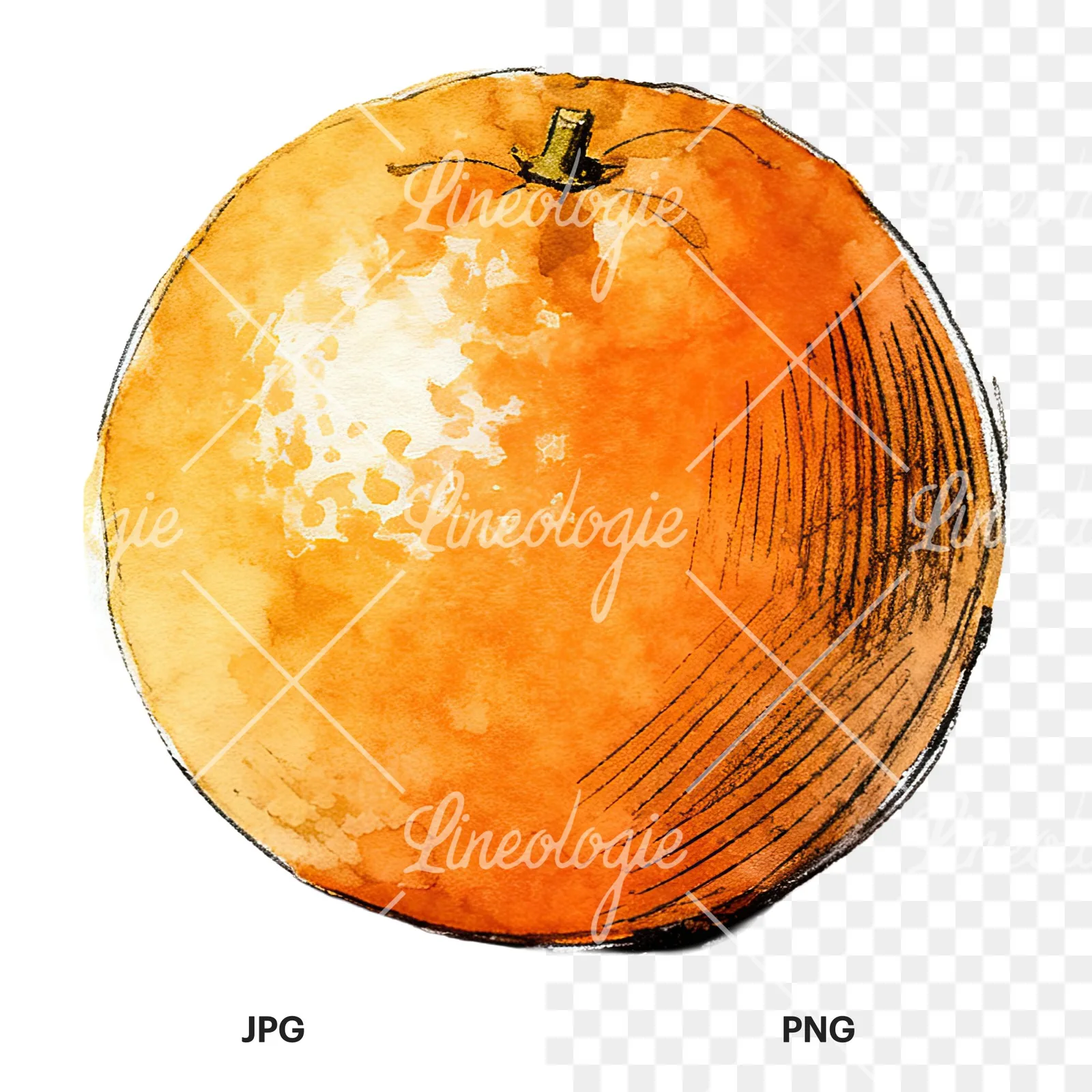 Watercolor whole and halved orange clipart 9 of 9, as a JPG on white and a transparent PNG