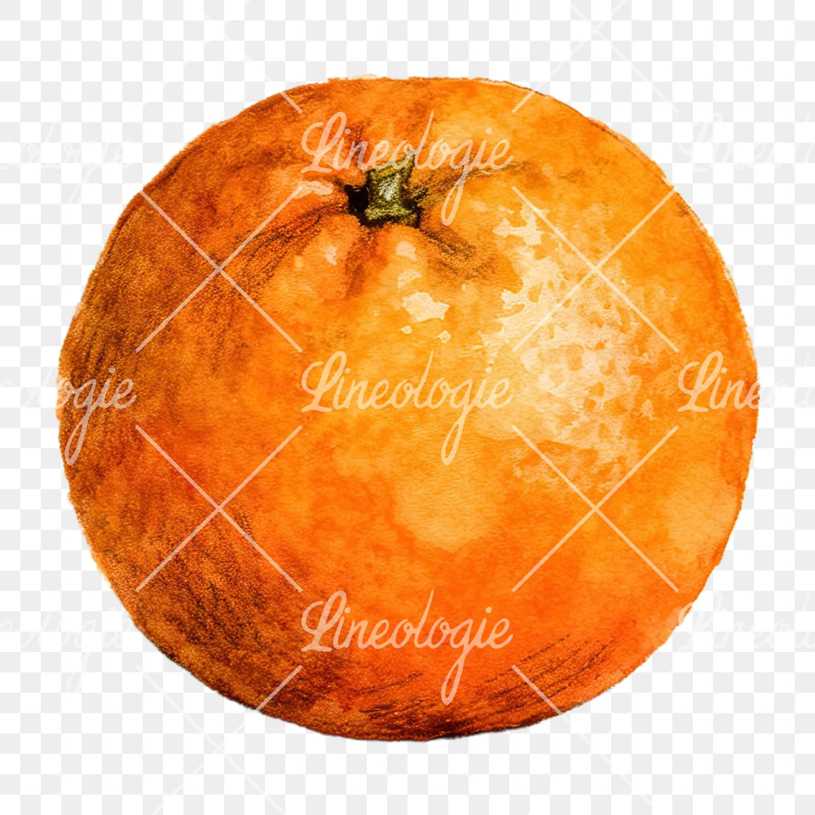 Watercolor orange fruit clipart 9 of 9 on a transparent background (PNG)