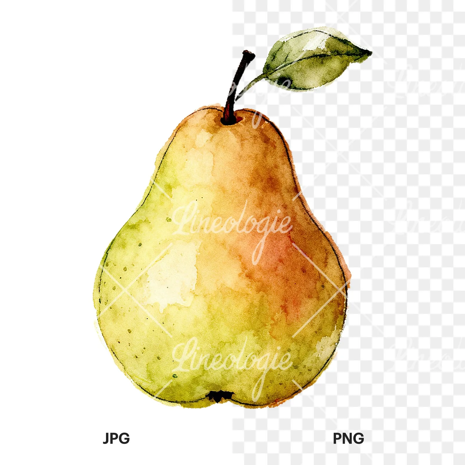 Watercolor green and gold pear clipart 1 of 9, as a JPG on white and a transparent PNG