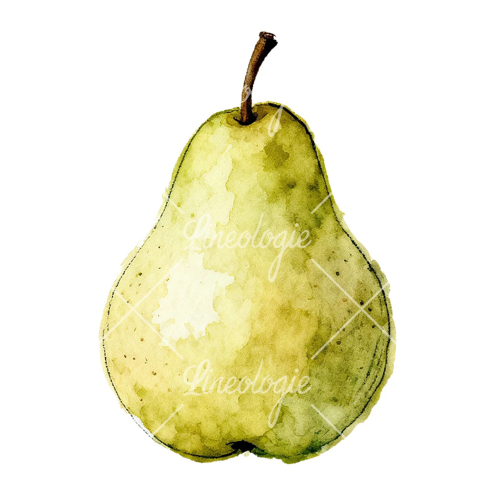 Watercolor green and gold pear clipart 2 of 9 on a white background (JPG)