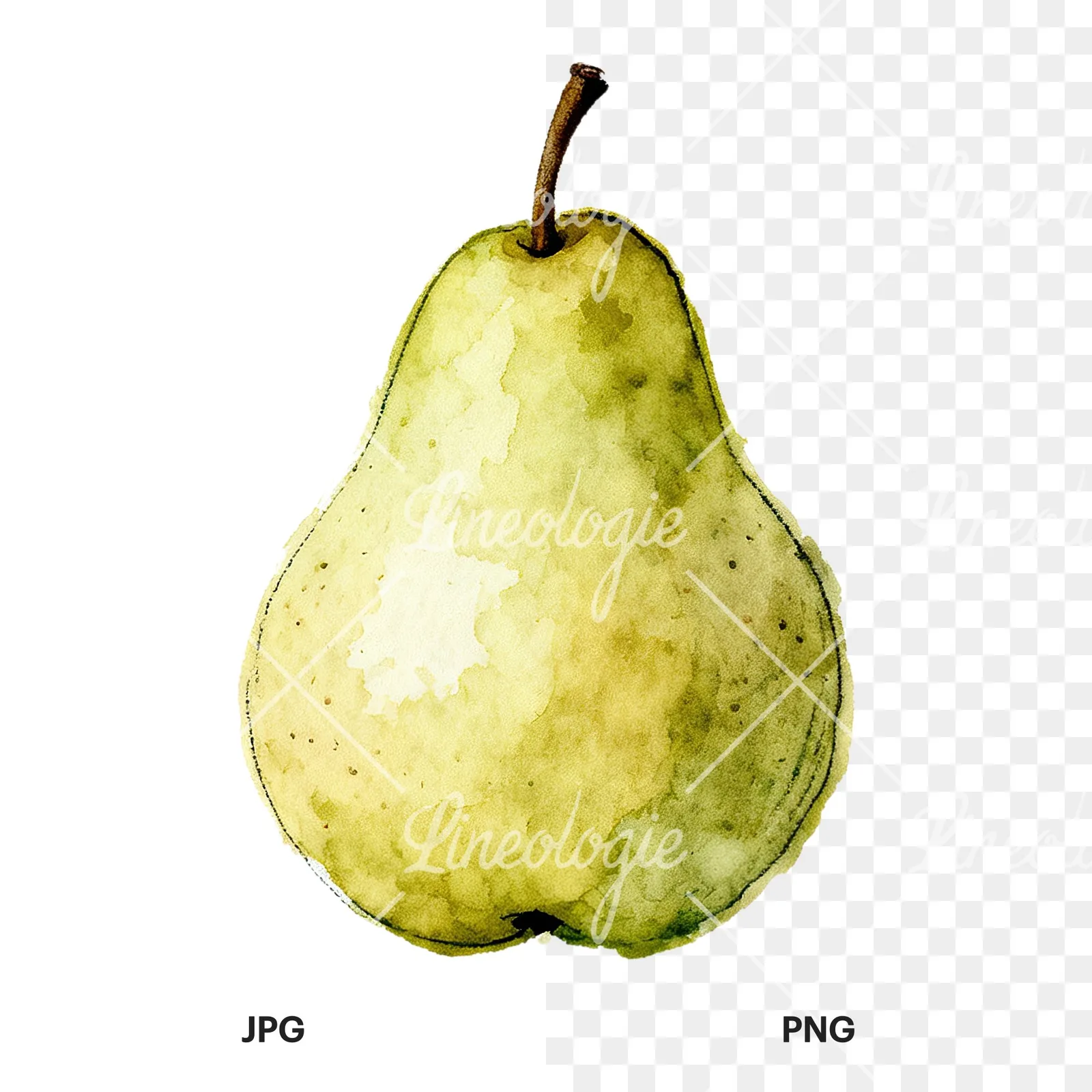 Watercolor green and gold pear clipart 2 of 9, as a JPG on white and a transparent PNG