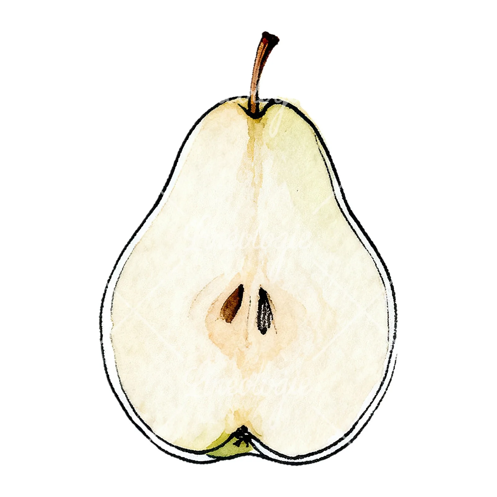 Watercolor green and gold pear clipart 3 of 9 on a white background (JPG)