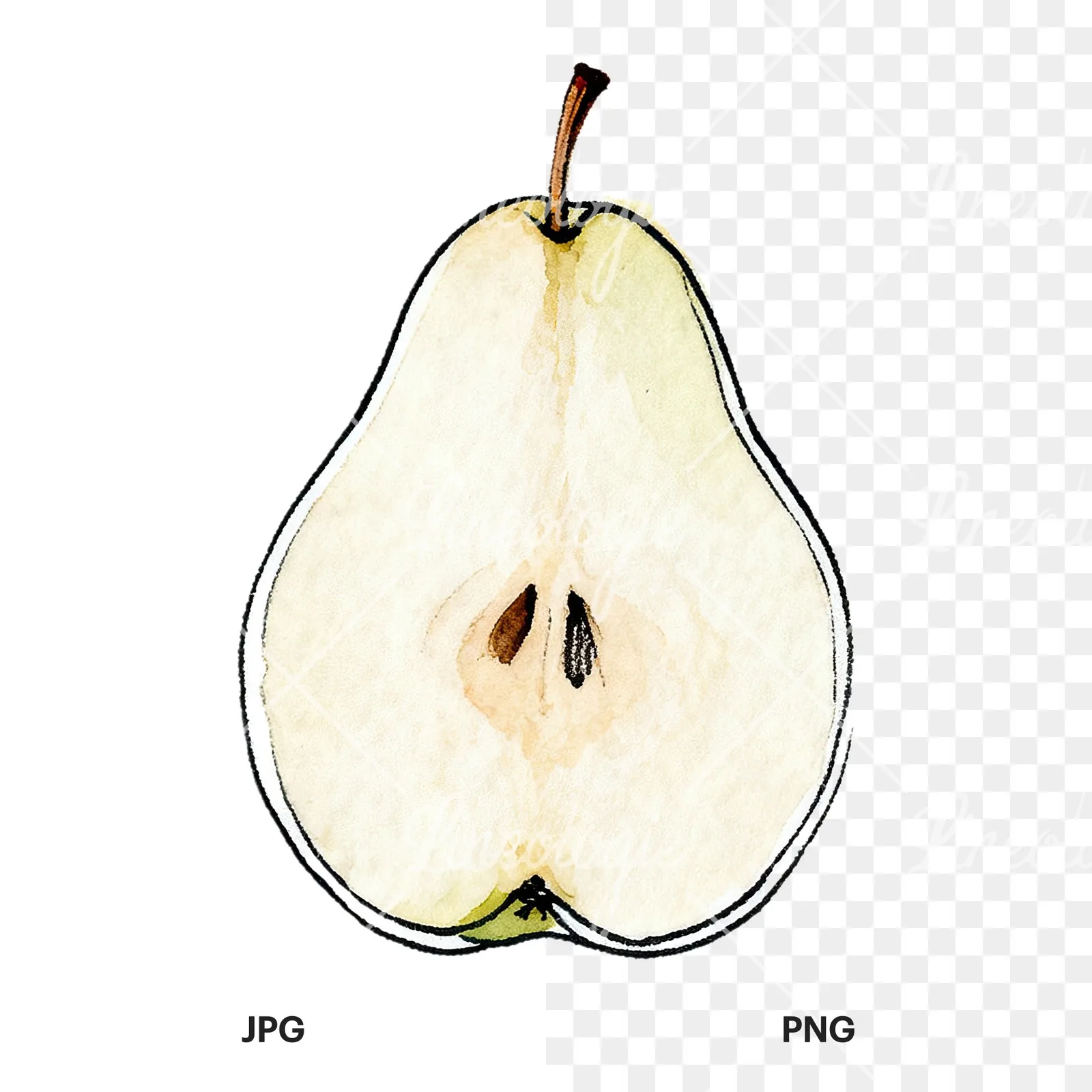 Watercolor green and gold pear clipart 3 of 9, as a JPG on white and a transparent PNG