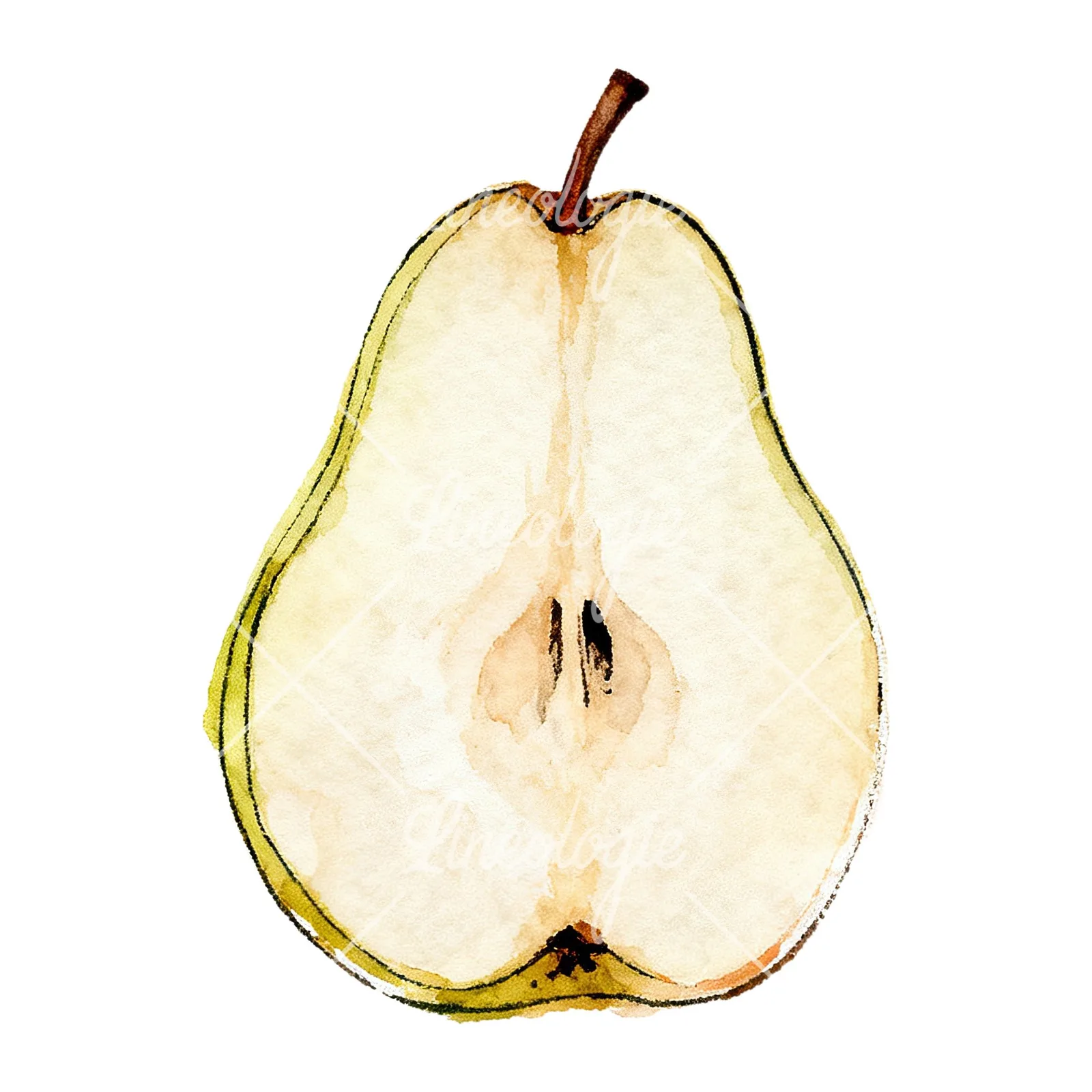 Watercolor green and gold pear clipart 4 of 9 on a white background (JPG)