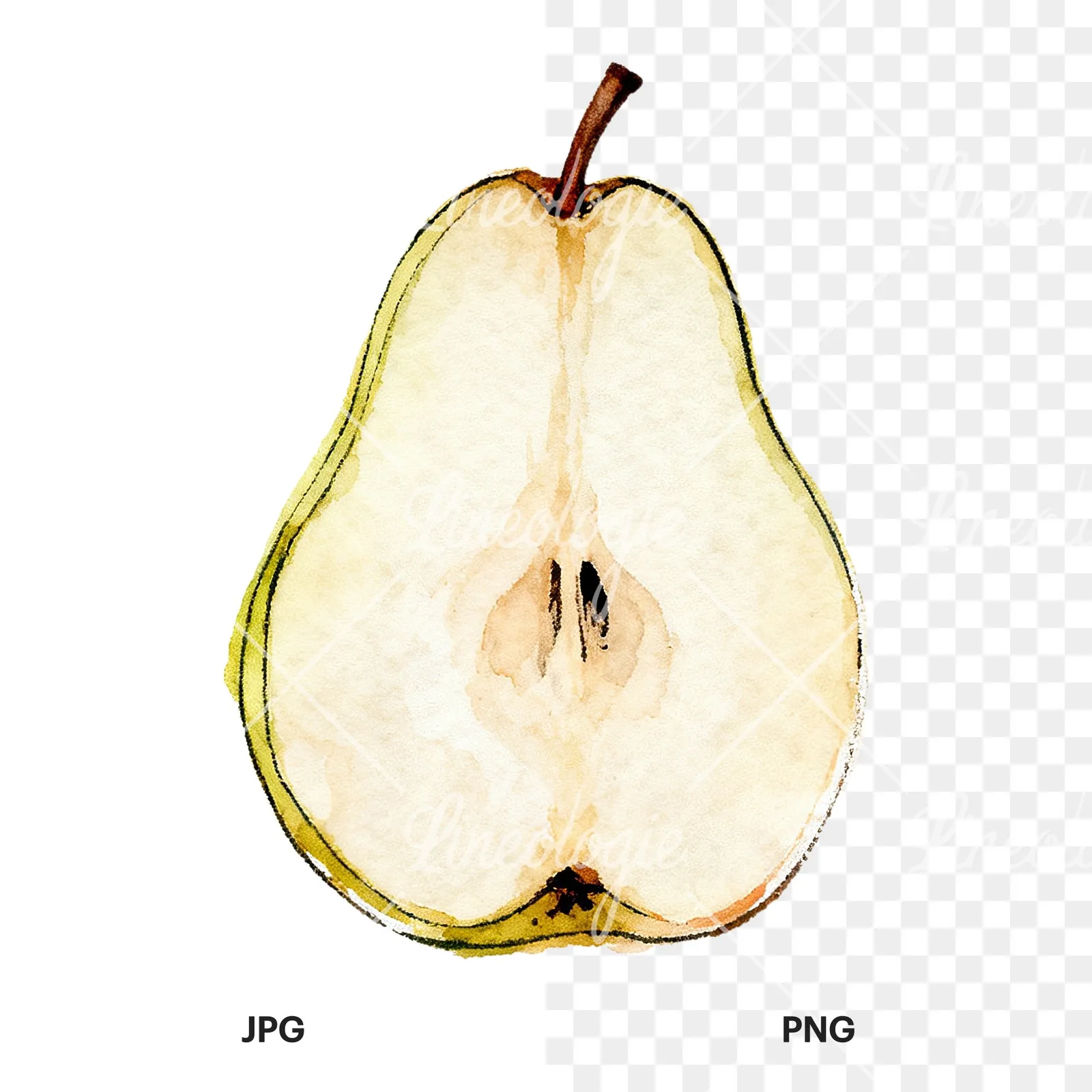 Watercolor green and gold pear clipart 4 of 9, as a JPG on white and a transparent PNG