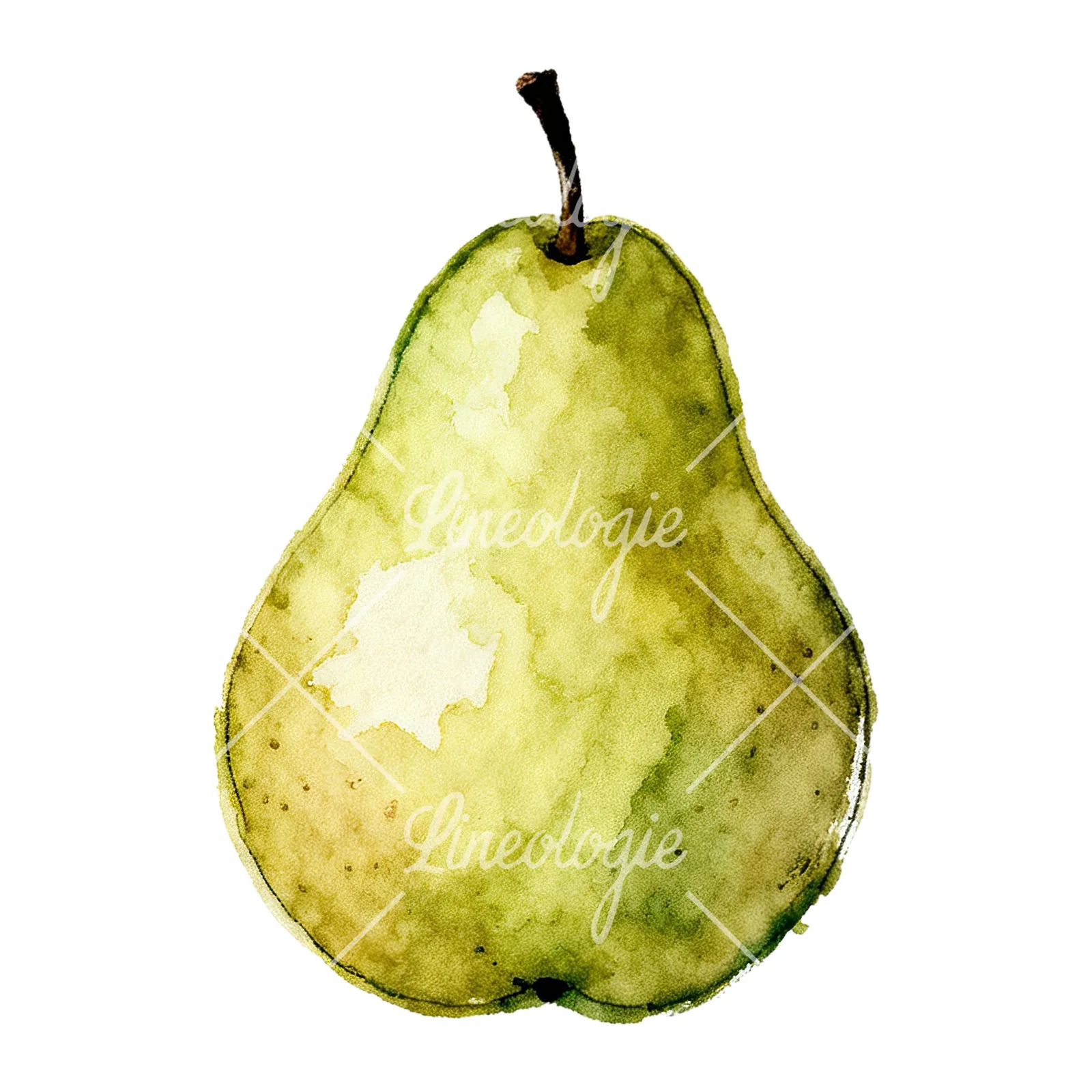 Watercolor green and gold pear clipart 5 of 9 on a white background (JPG)
